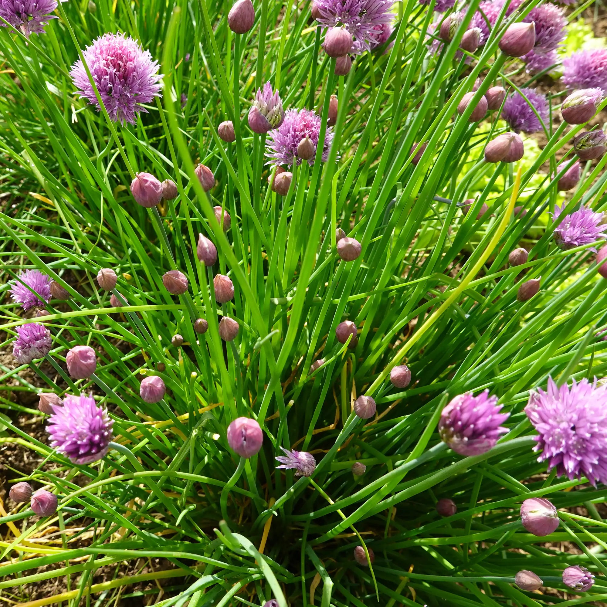 Chives