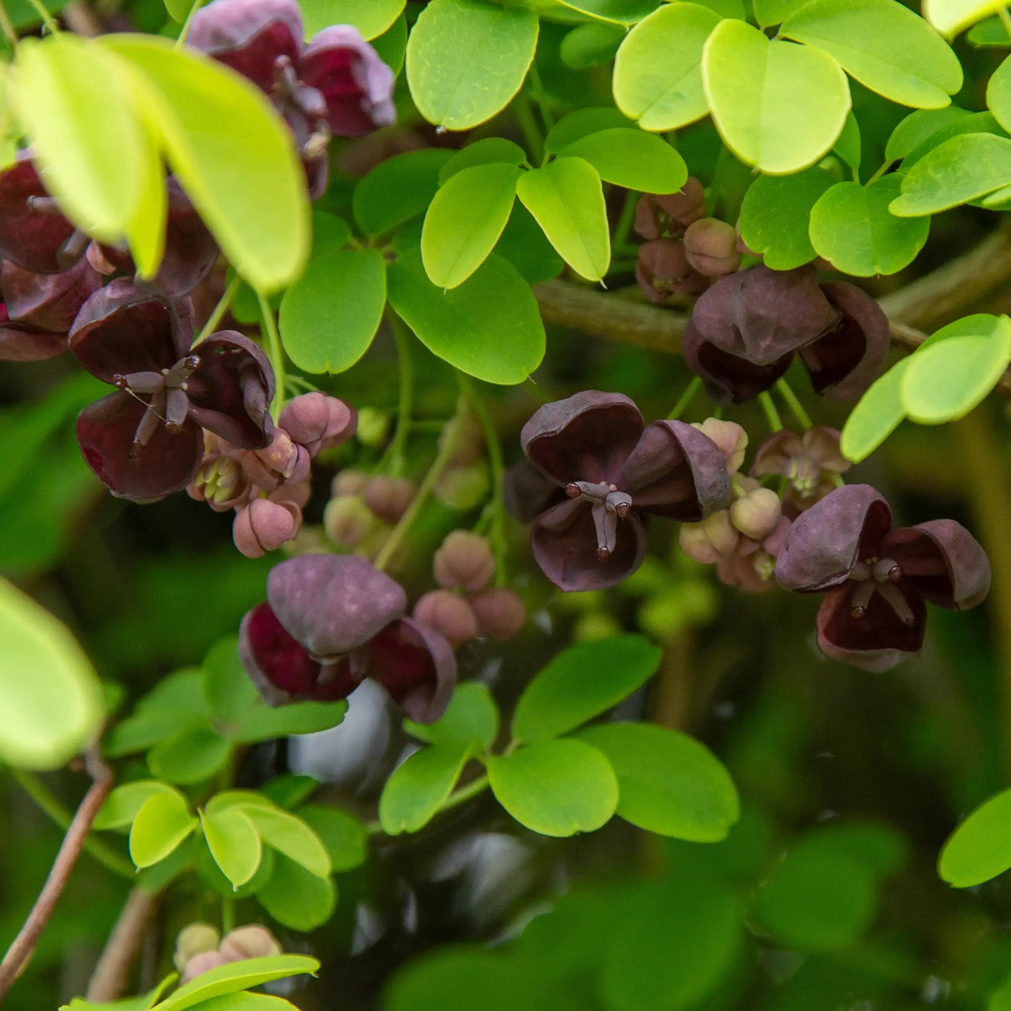 Dark purple-black flowers of the Chocolate vine closeup