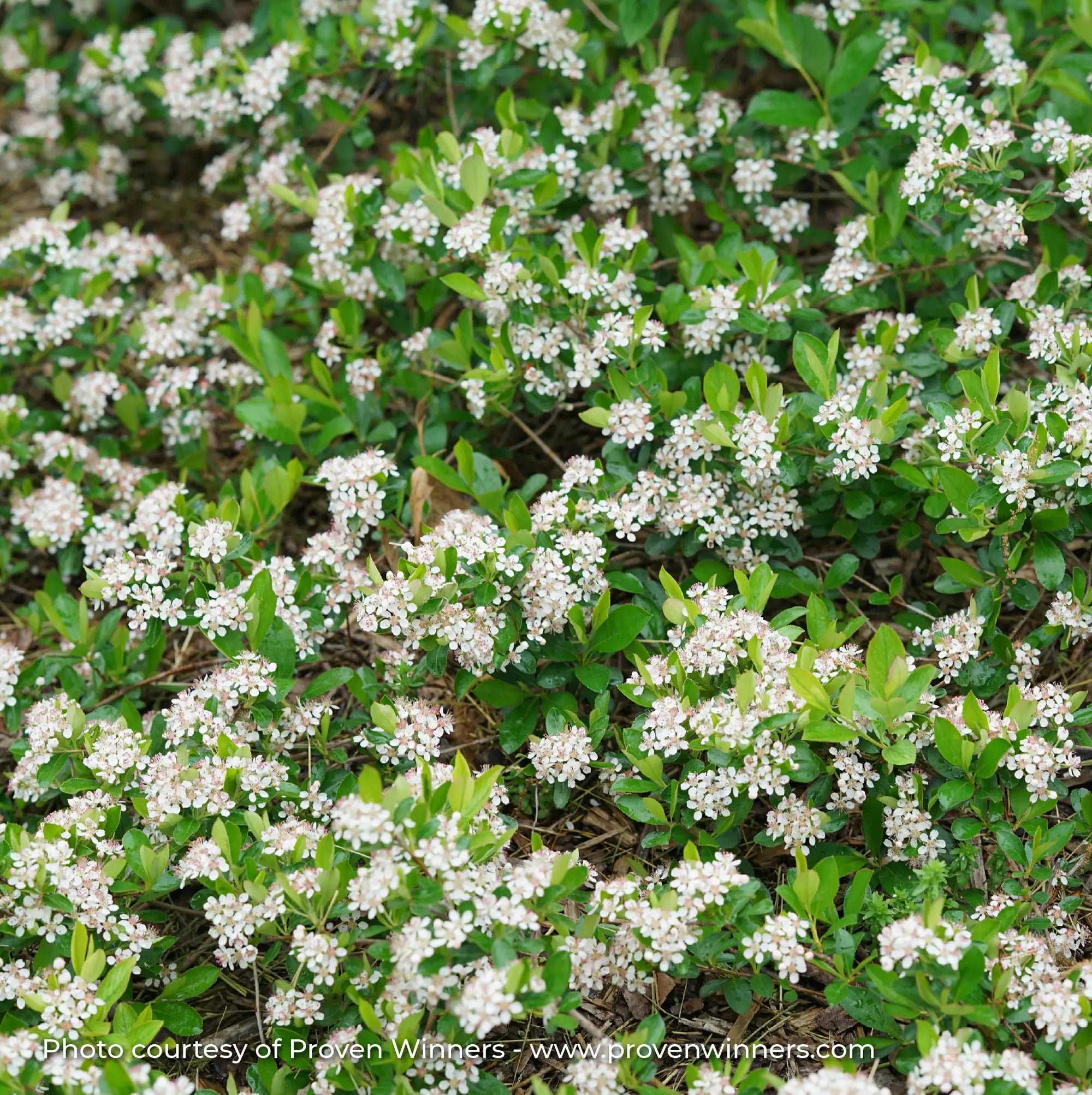 Chokeberry 'Ground Hug®'