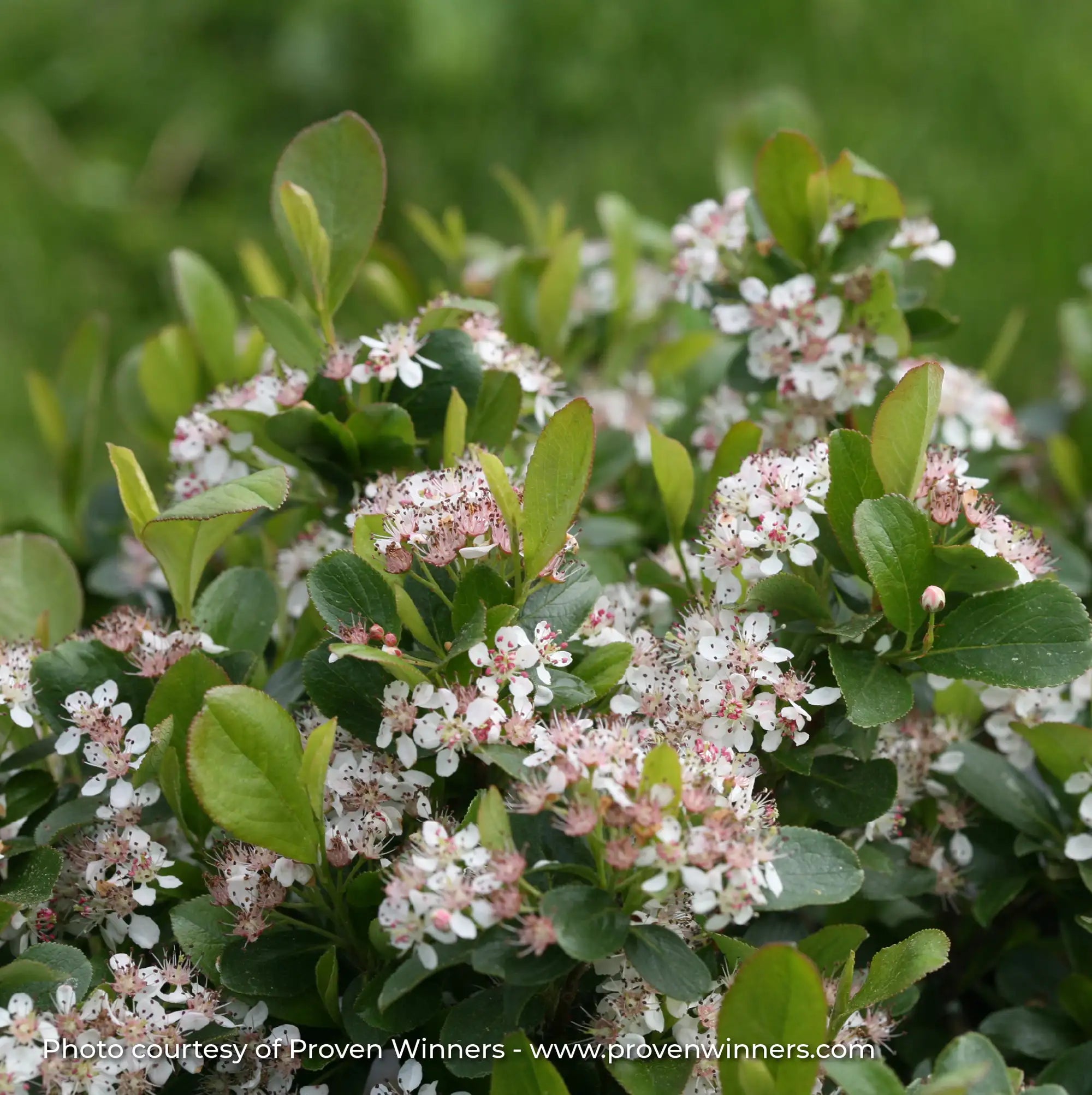 Chokeberry 'Low Scape Mound®'