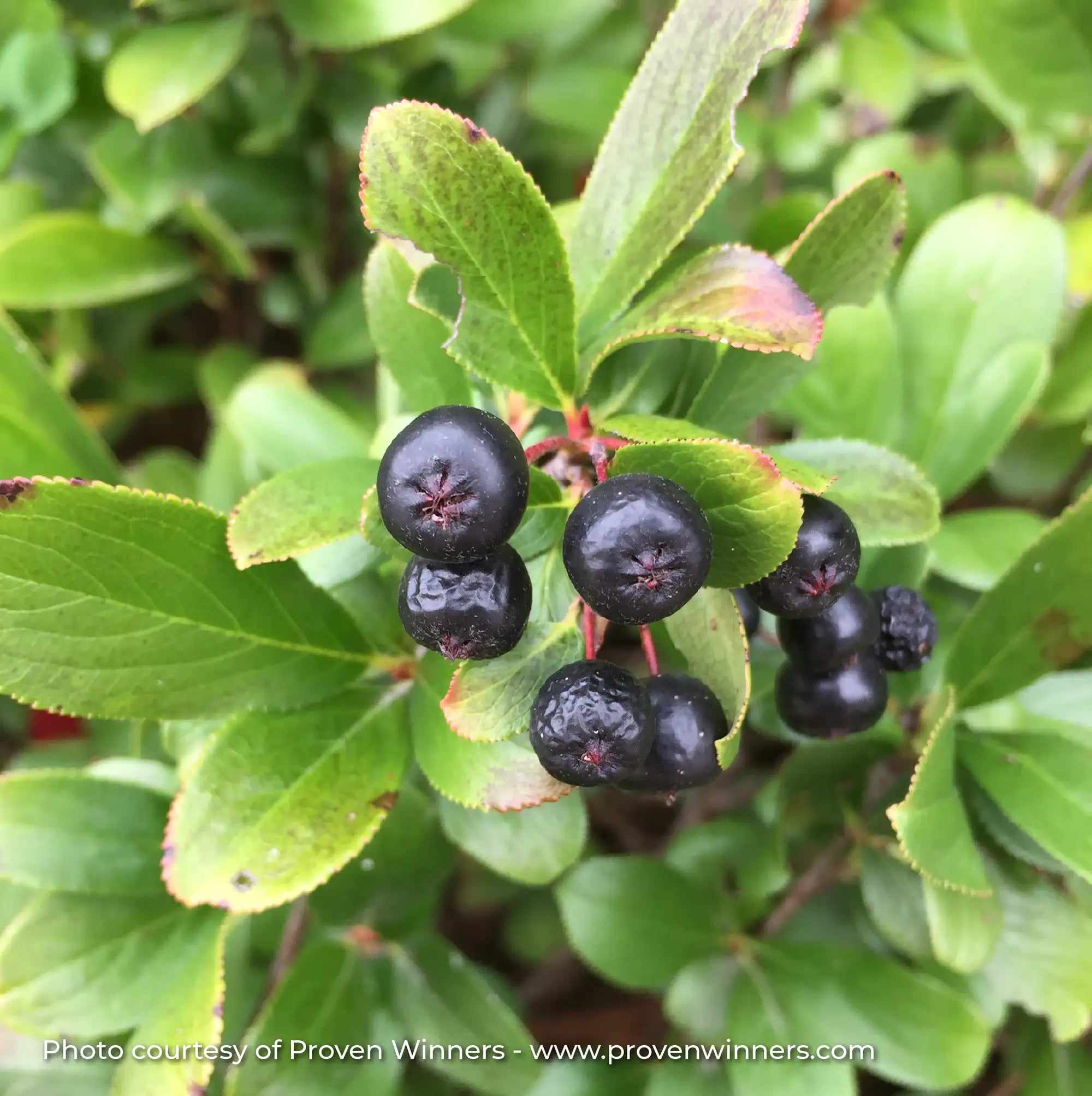 Chokeberry 'Low Scape Mound®'