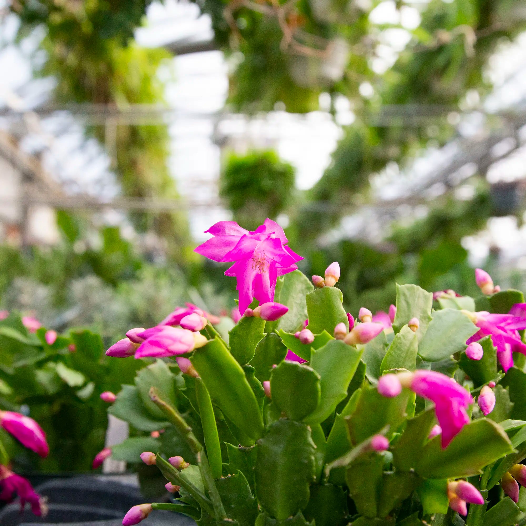 Pink Christmas Cactus or Schlumbergera blooming in greenhouse with ferns hanging overhead
