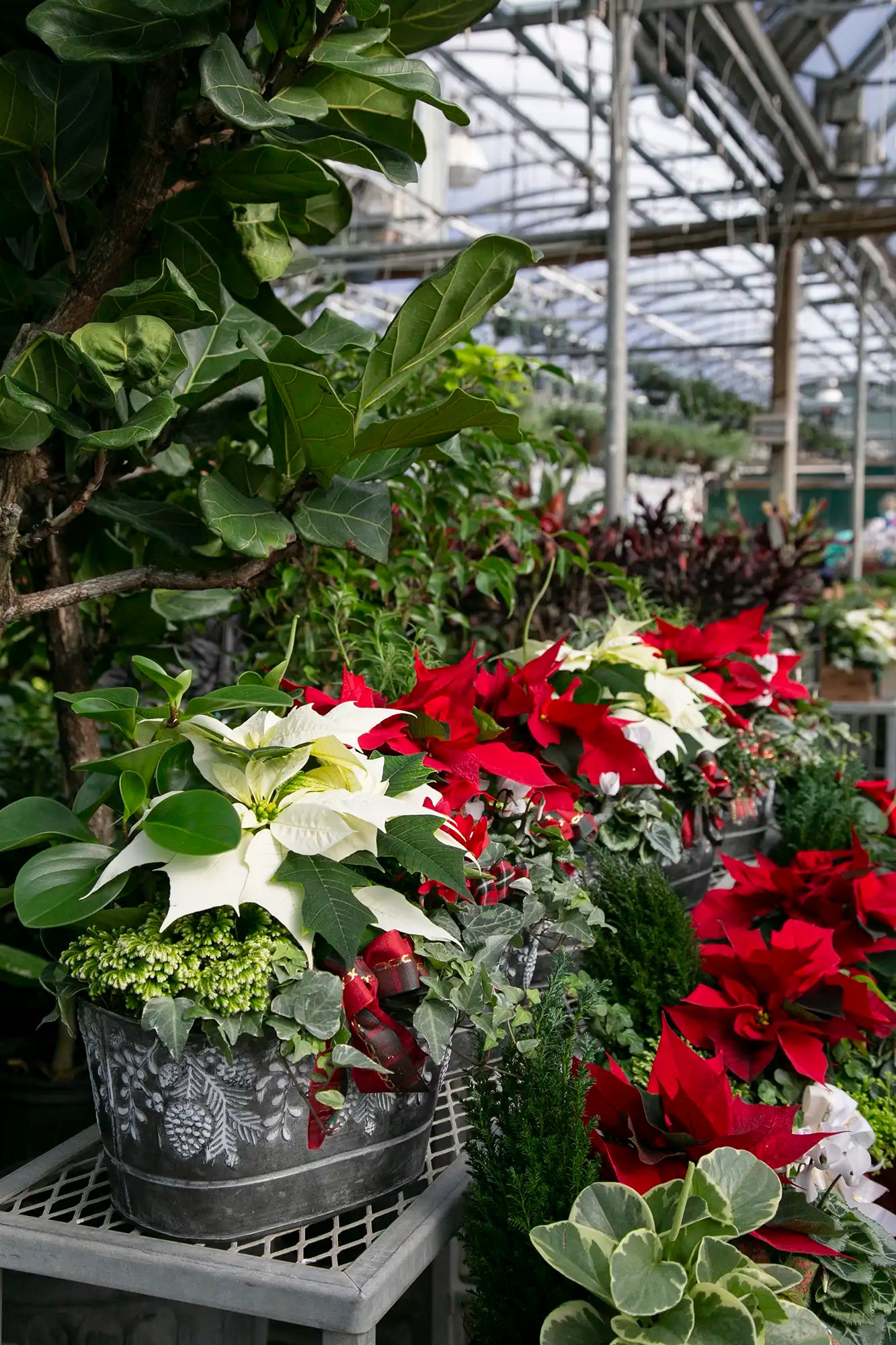 Row of Christmas holiday arrangements including red and white poinsettias in a greenhouse setting.