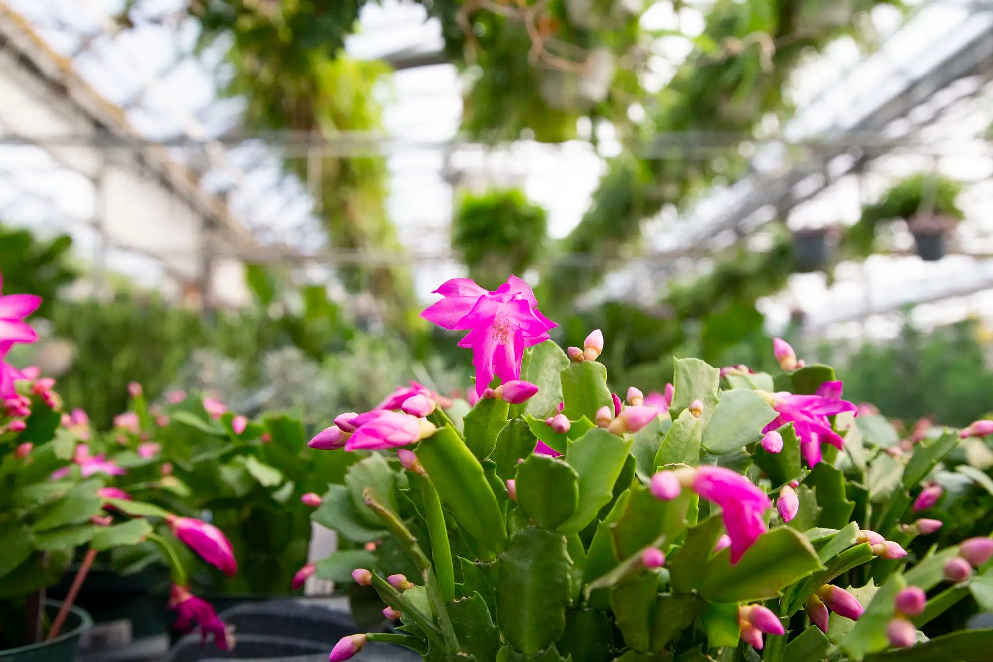 Pink Christmas cactus flowering in a greenhouse setting