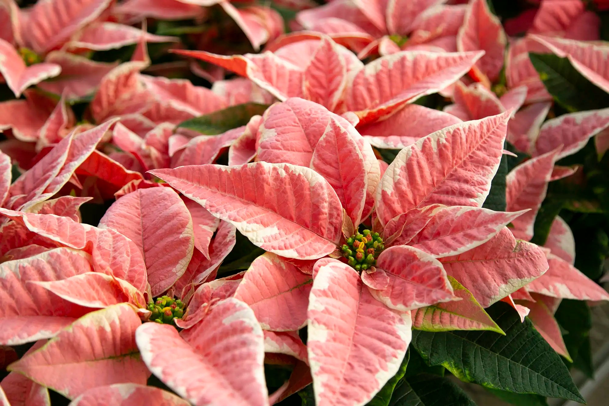 Close-up of Marble Star pink and white poinsettia flowers.