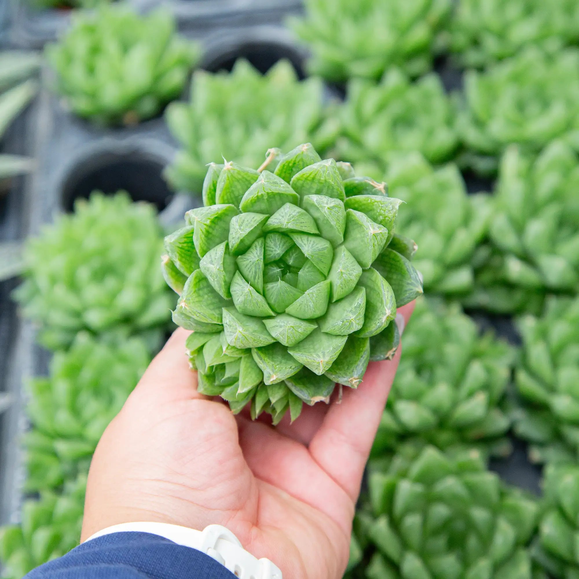 Haworthia Clear Top