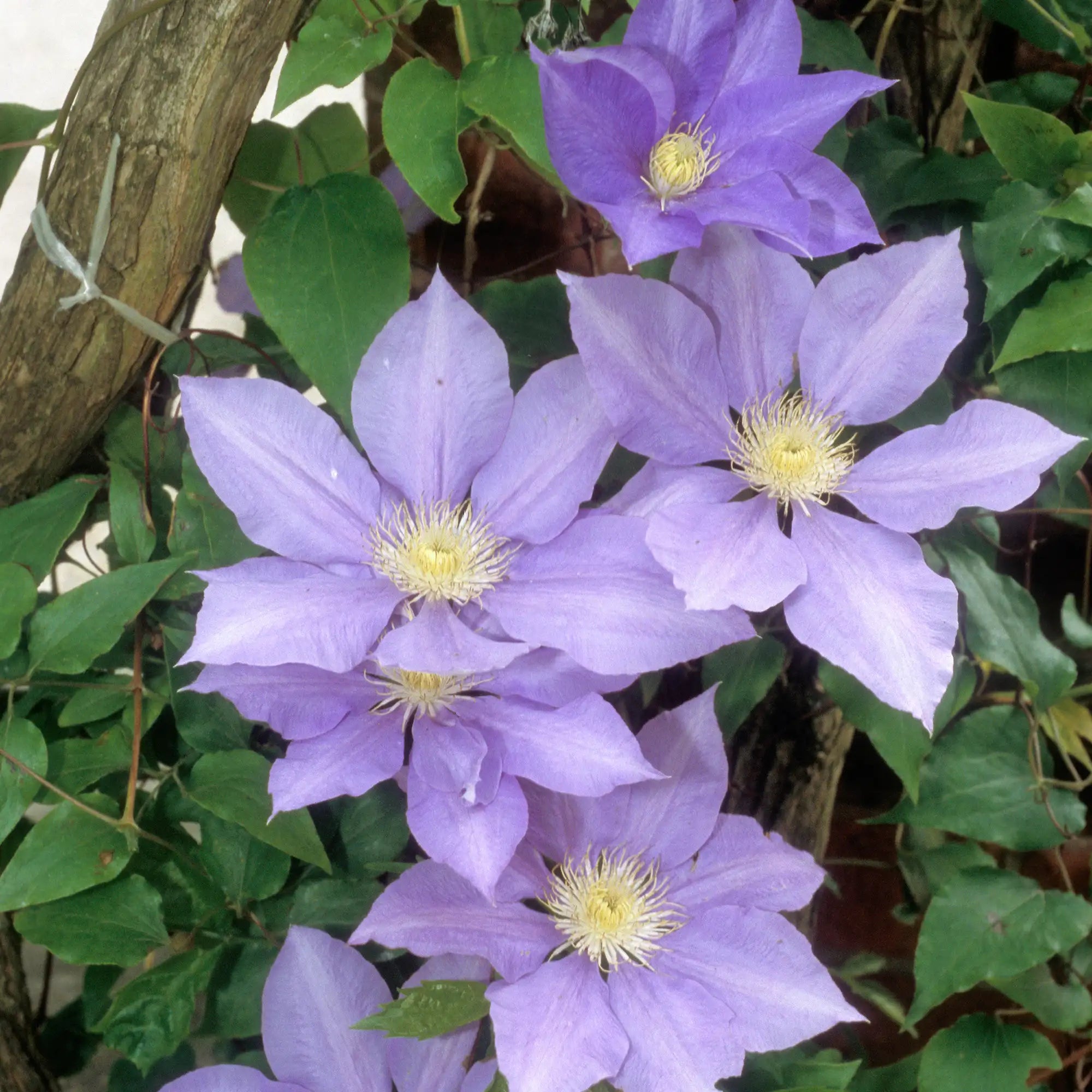 Clematis 'H.F. Young'