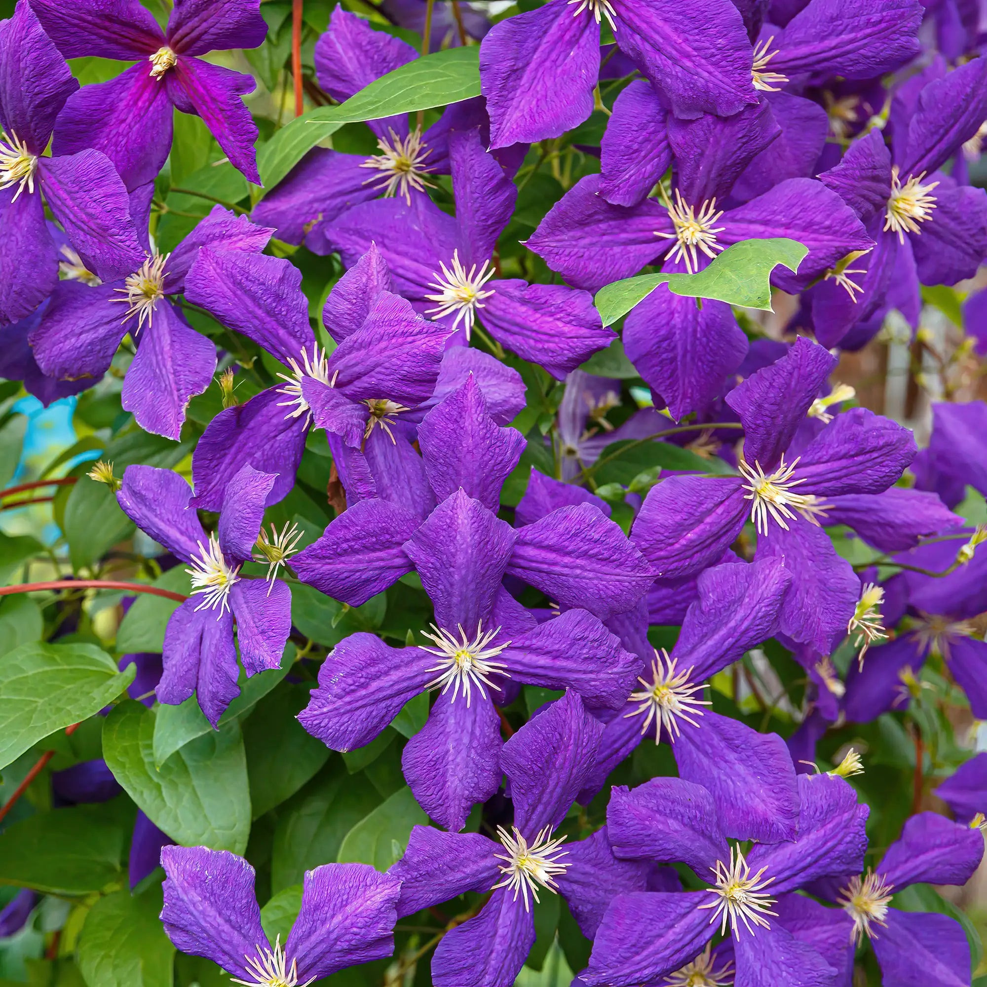 Clematis 'Jackmanii'