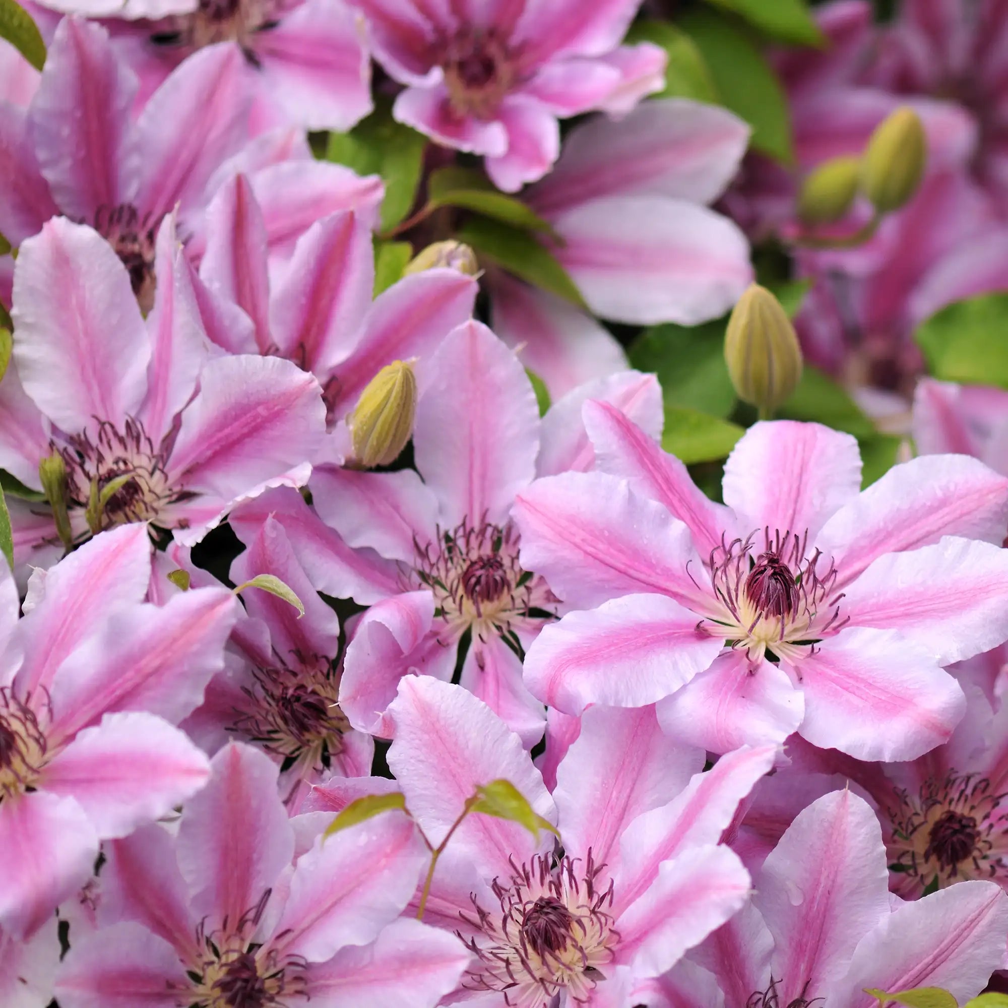 Clematis 'Nelly Moser'