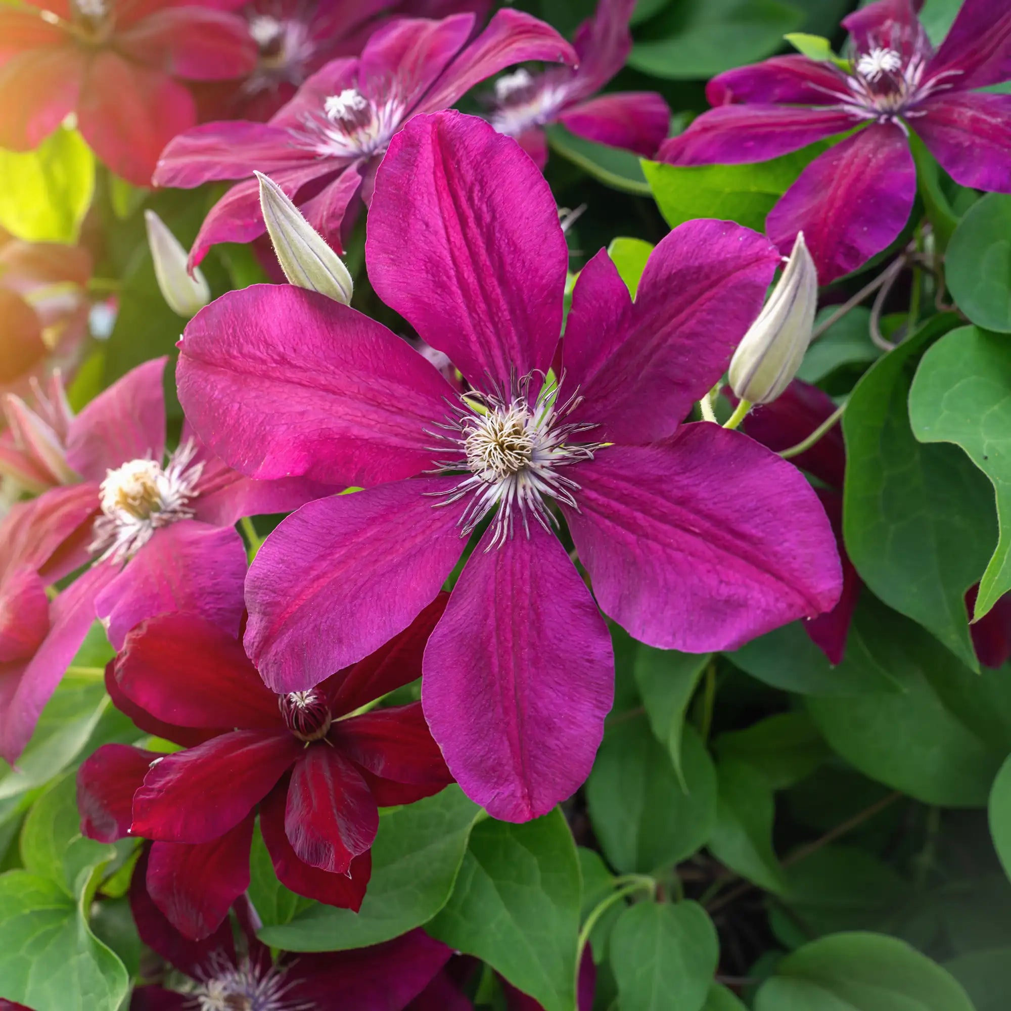 Clematis 'Niobe'