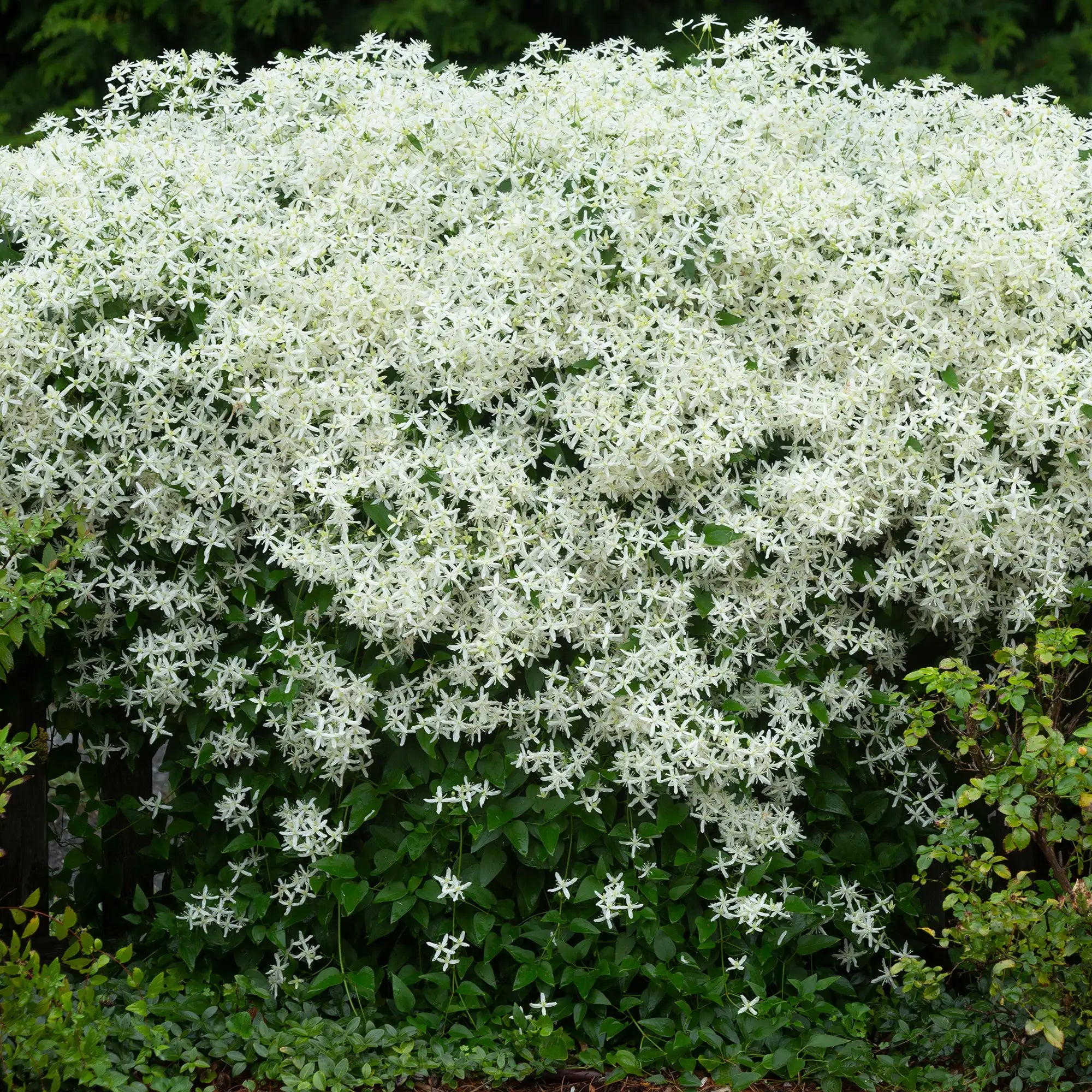 Clematis 'Sweet Autumn'