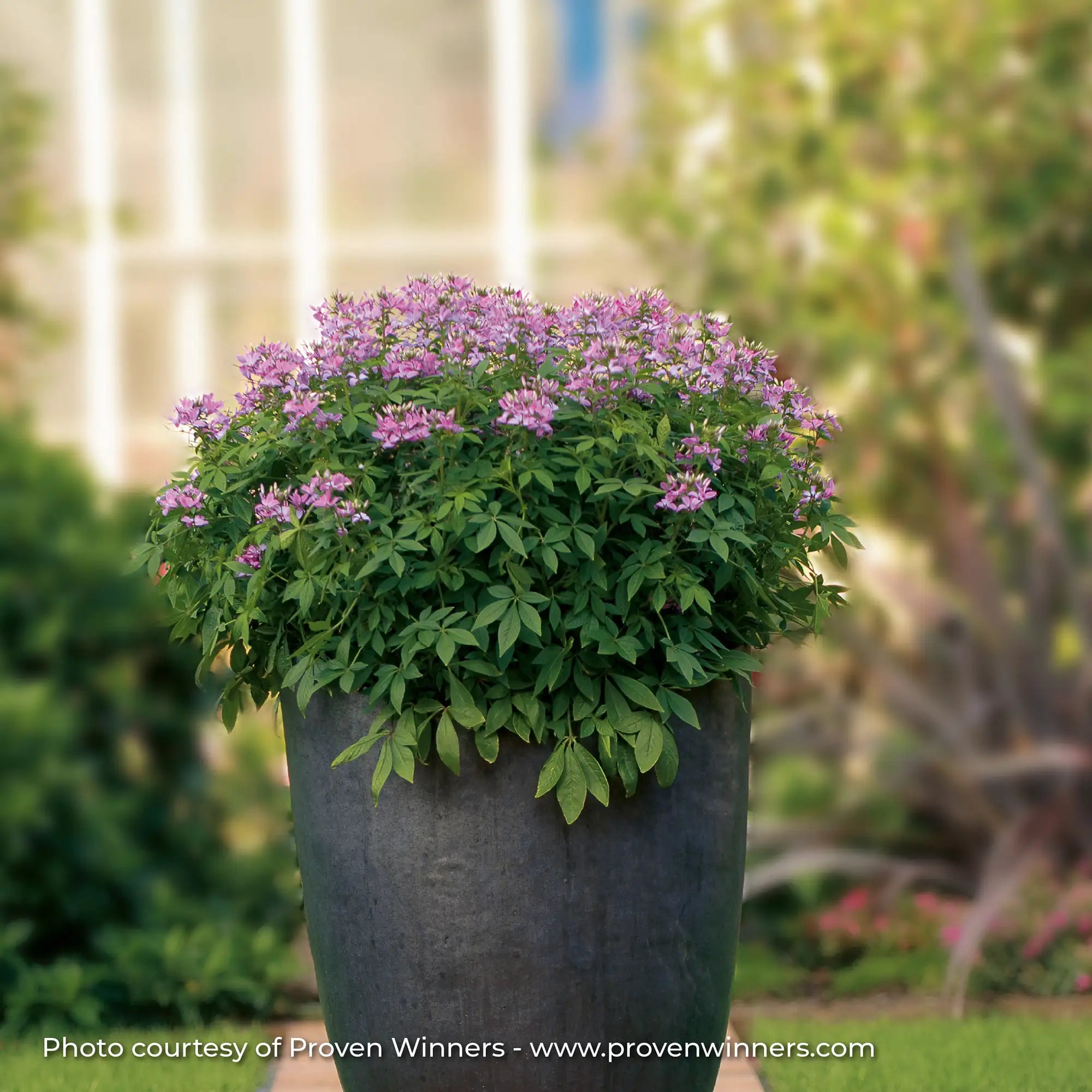 Cleome 'Señorita Rosalita®'