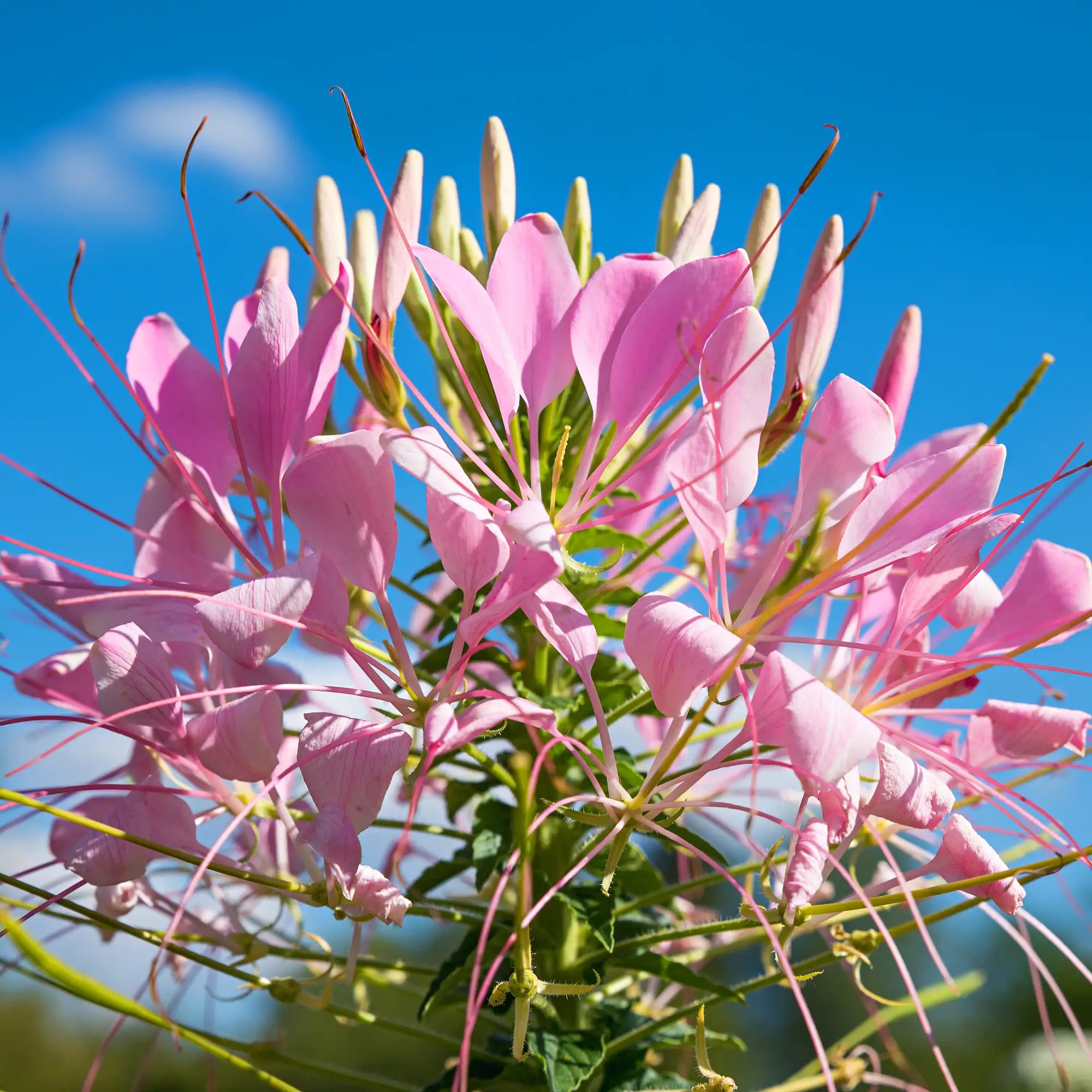 Cleome 'Rose Queen'