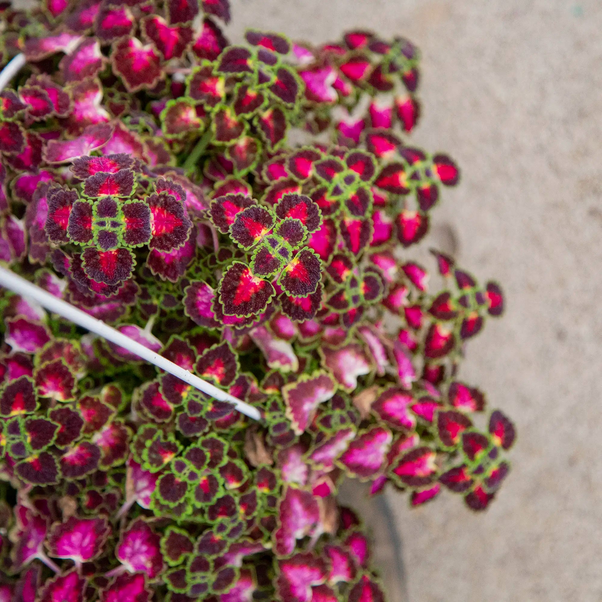 Coleus 'Trailblazer™ Road Trip'