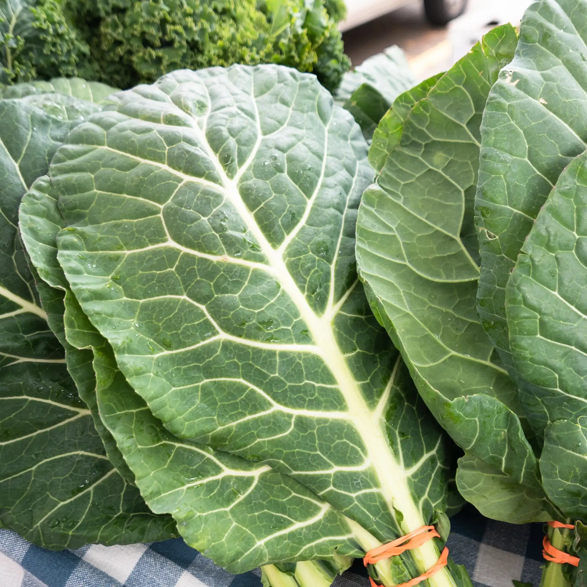 Close-up of green collard greens leaves on a checkered cloth