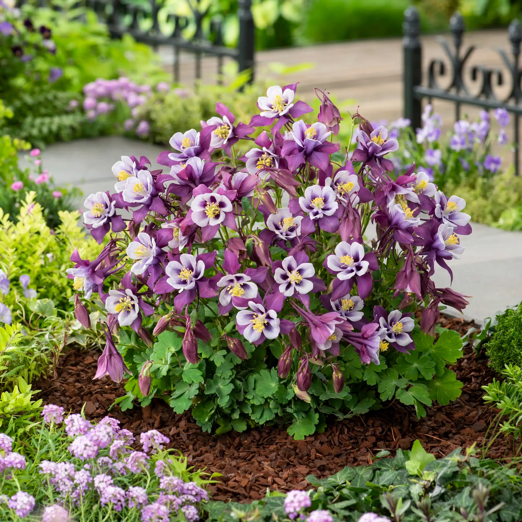 Columbine Earlybird™ 'Purple White'