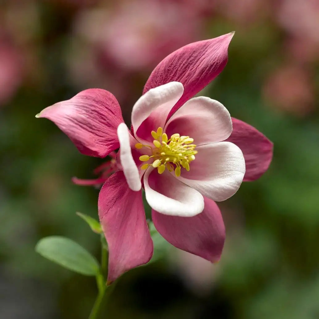 Columbine Kirigami™ 'Rose & Pink'