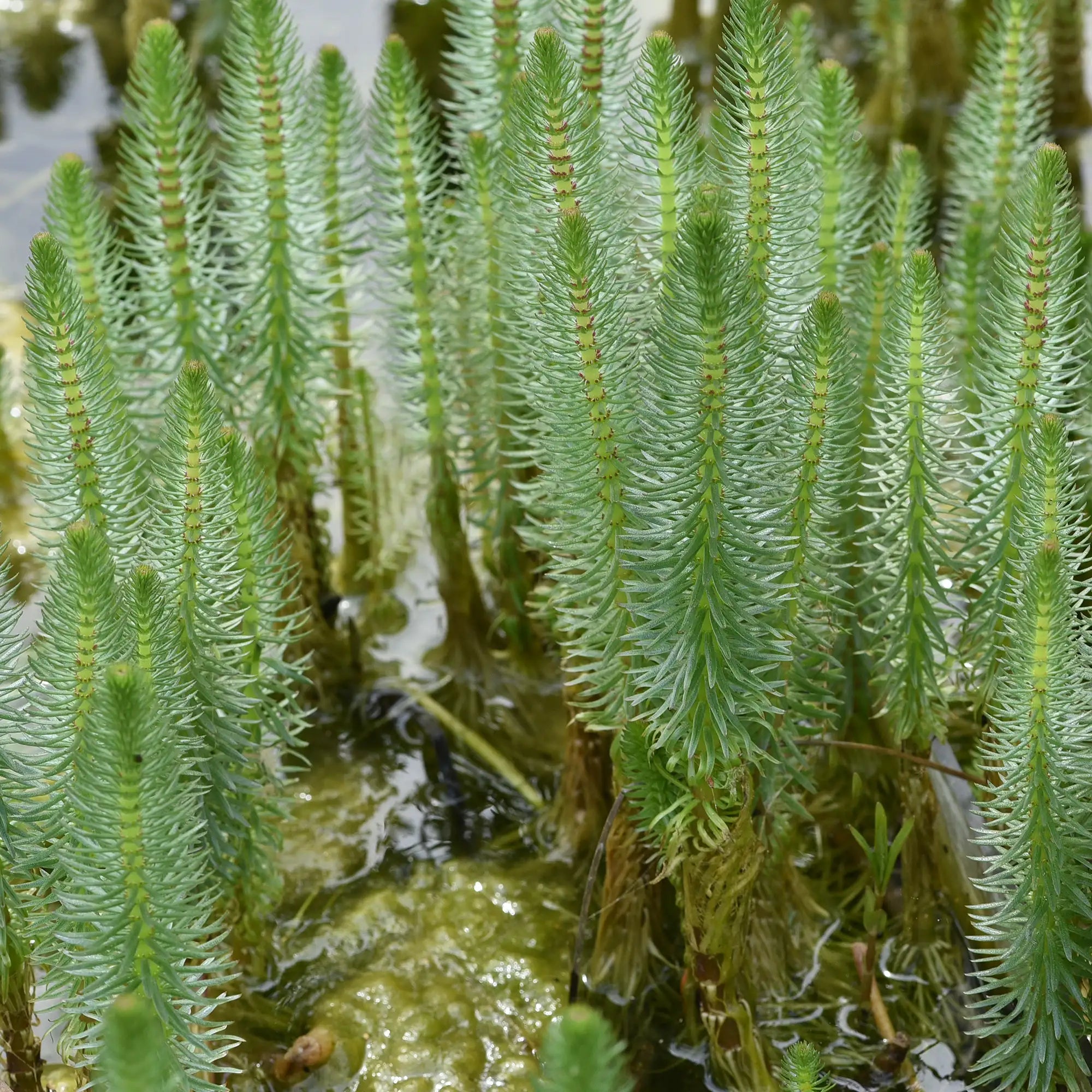 Common Mares Tail growing in a pond