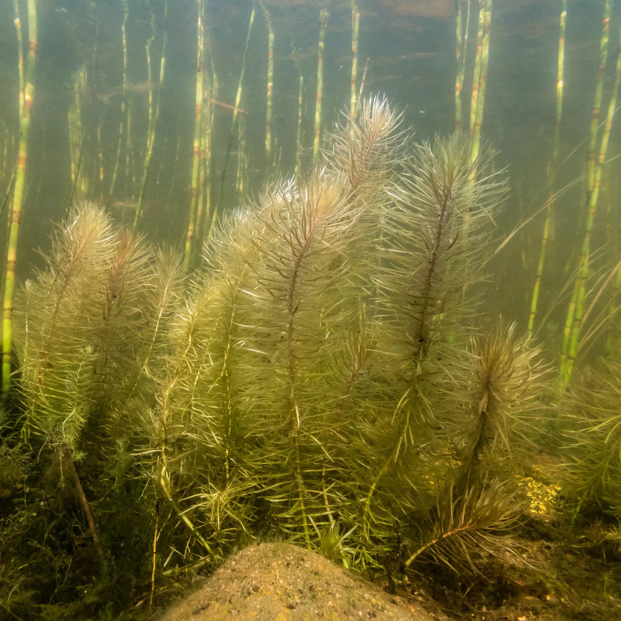 Common Mares Tail growing underwater
