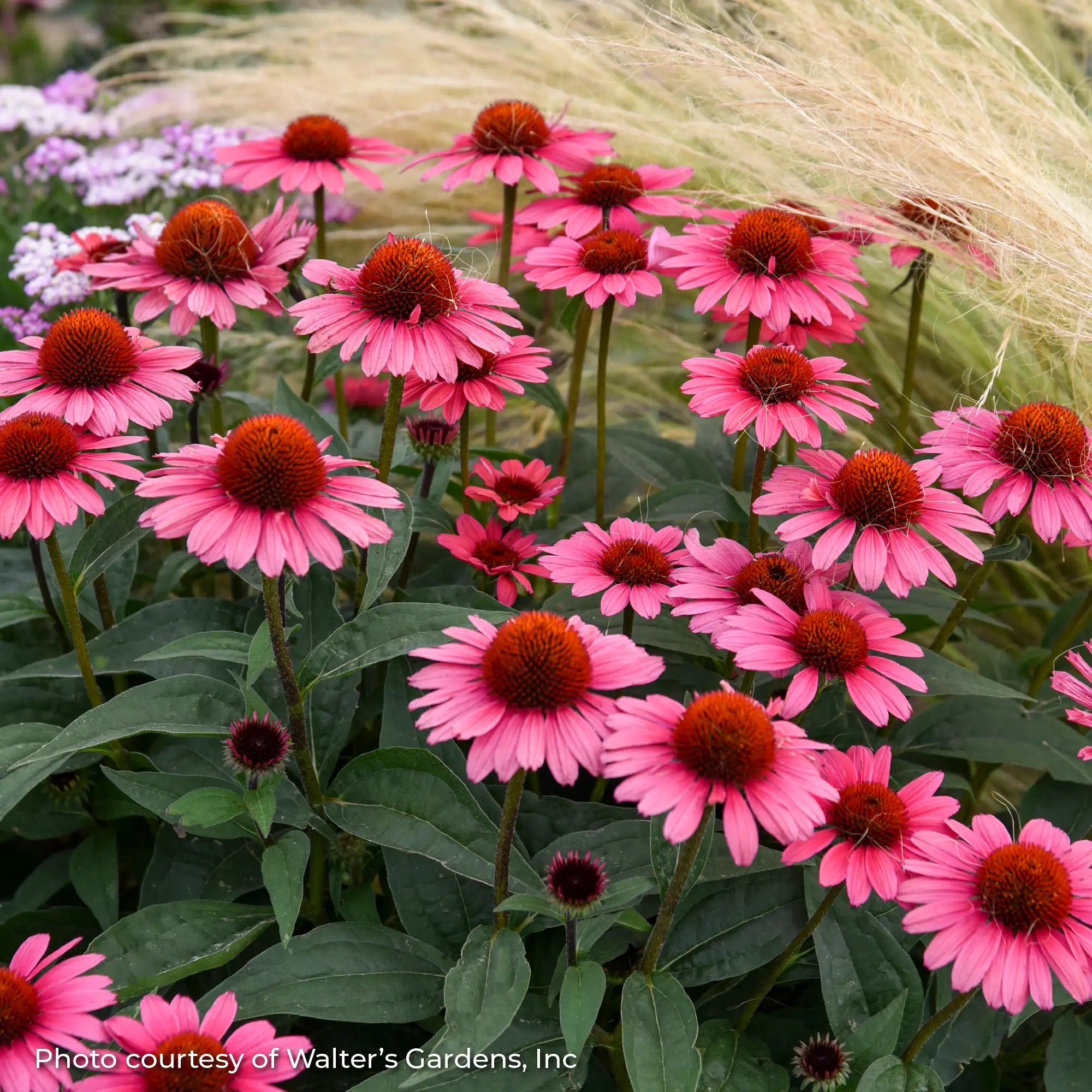 Light Pink Coneflower in a garden