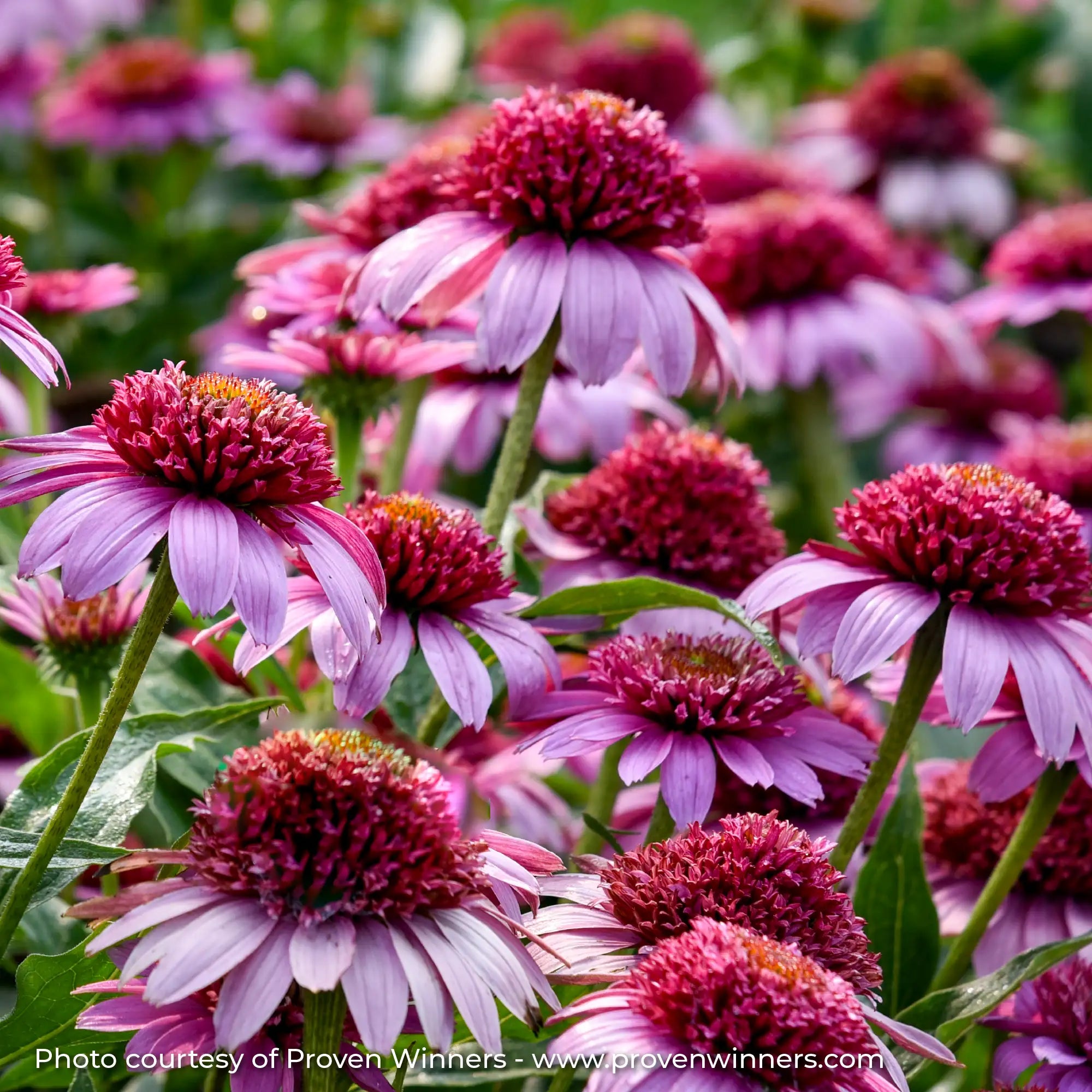 Light Purple Echinacea in garden