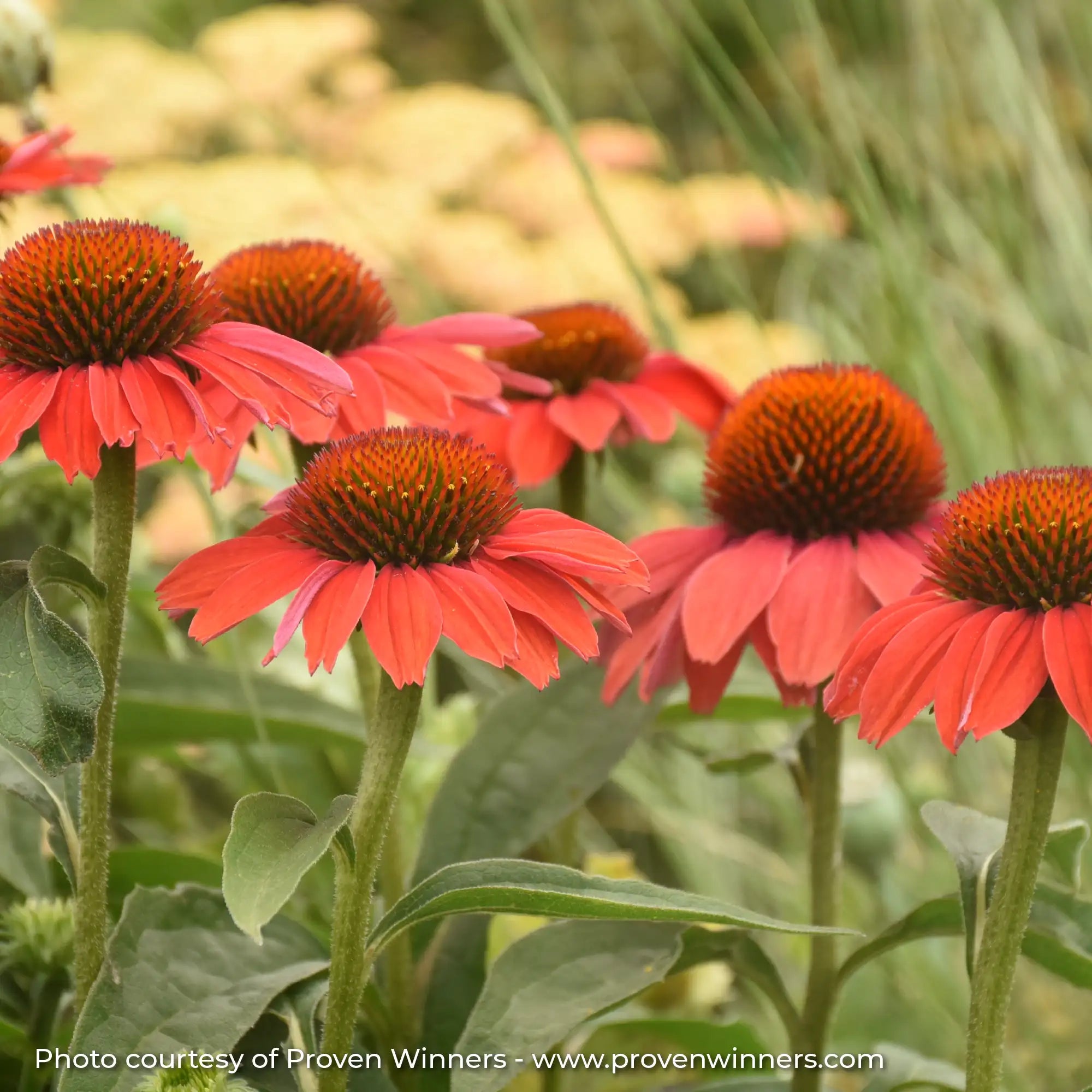 Deep orange echinacea in garden