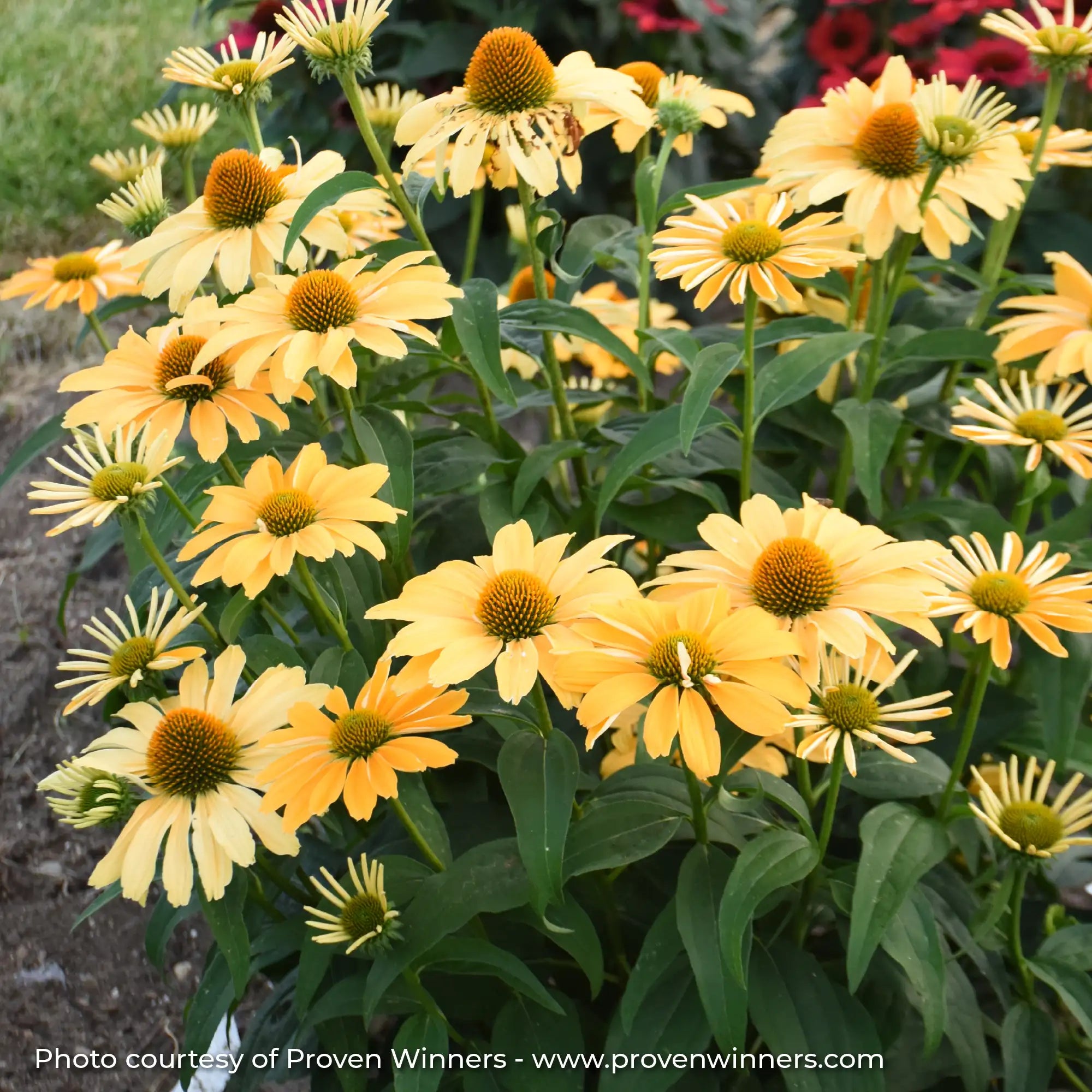 Light Yellow Echinacea in garden
