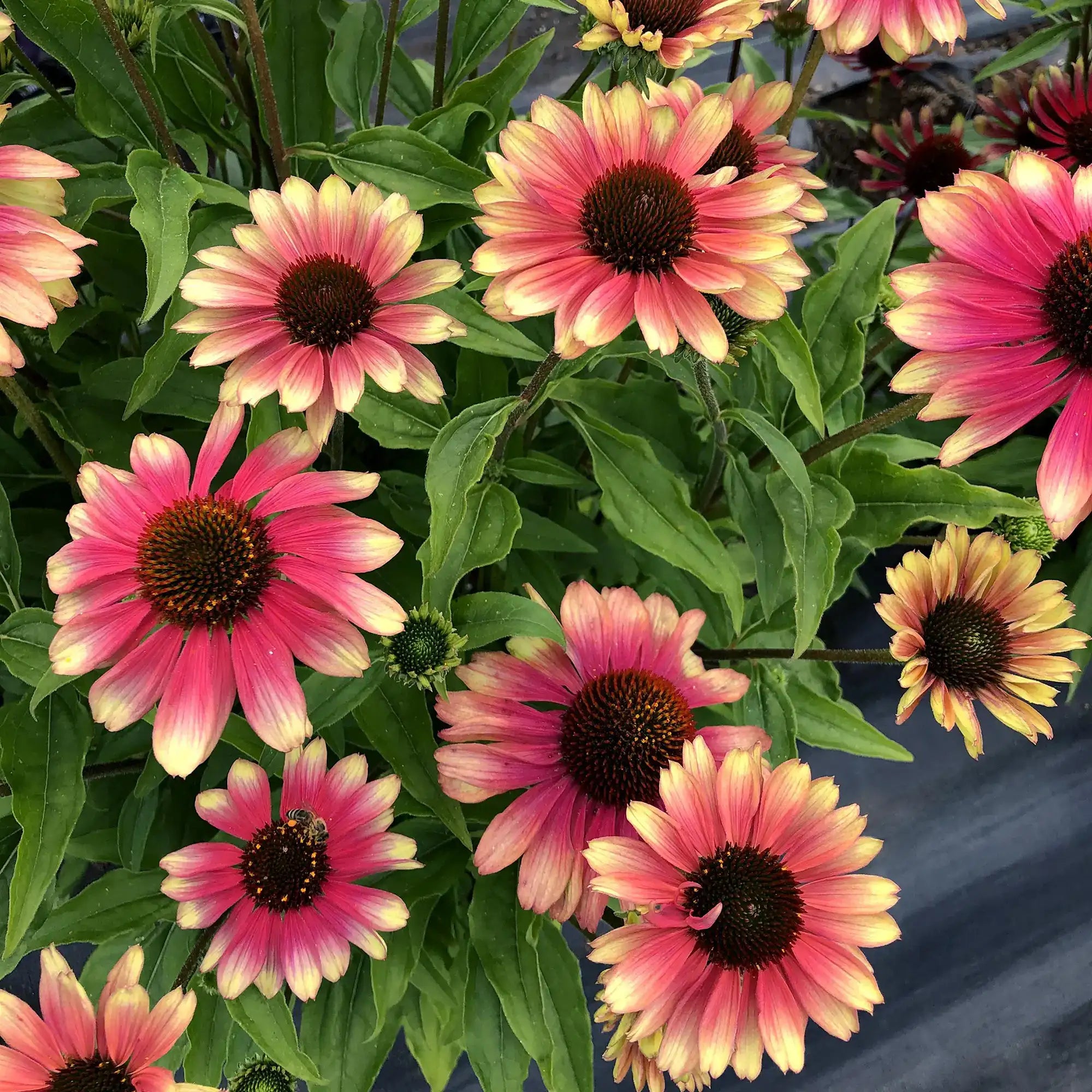 Coneflower Kismet® 'Pink Lemonade'