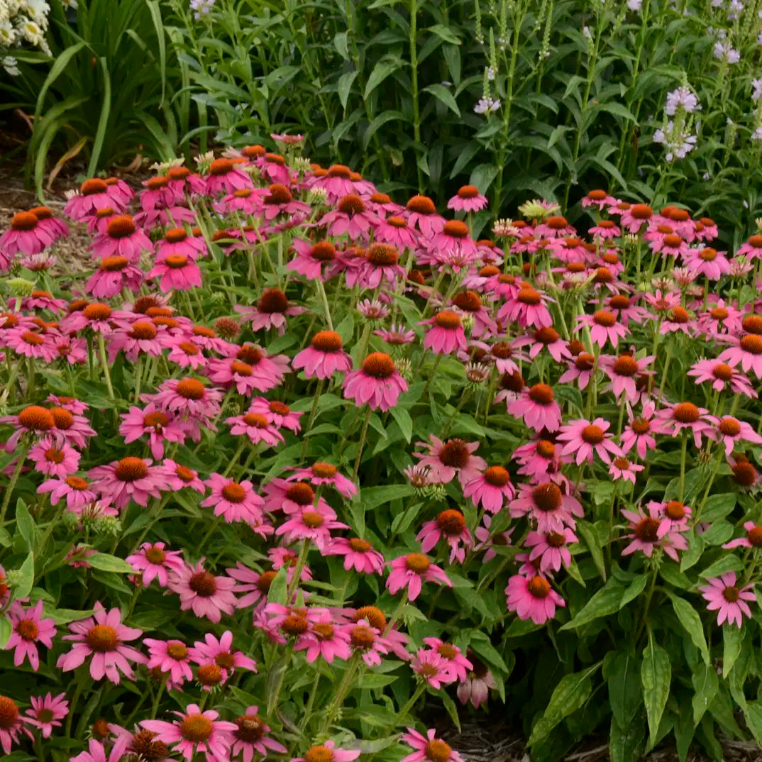 Coneflower PowWow® 'Wild Berry'