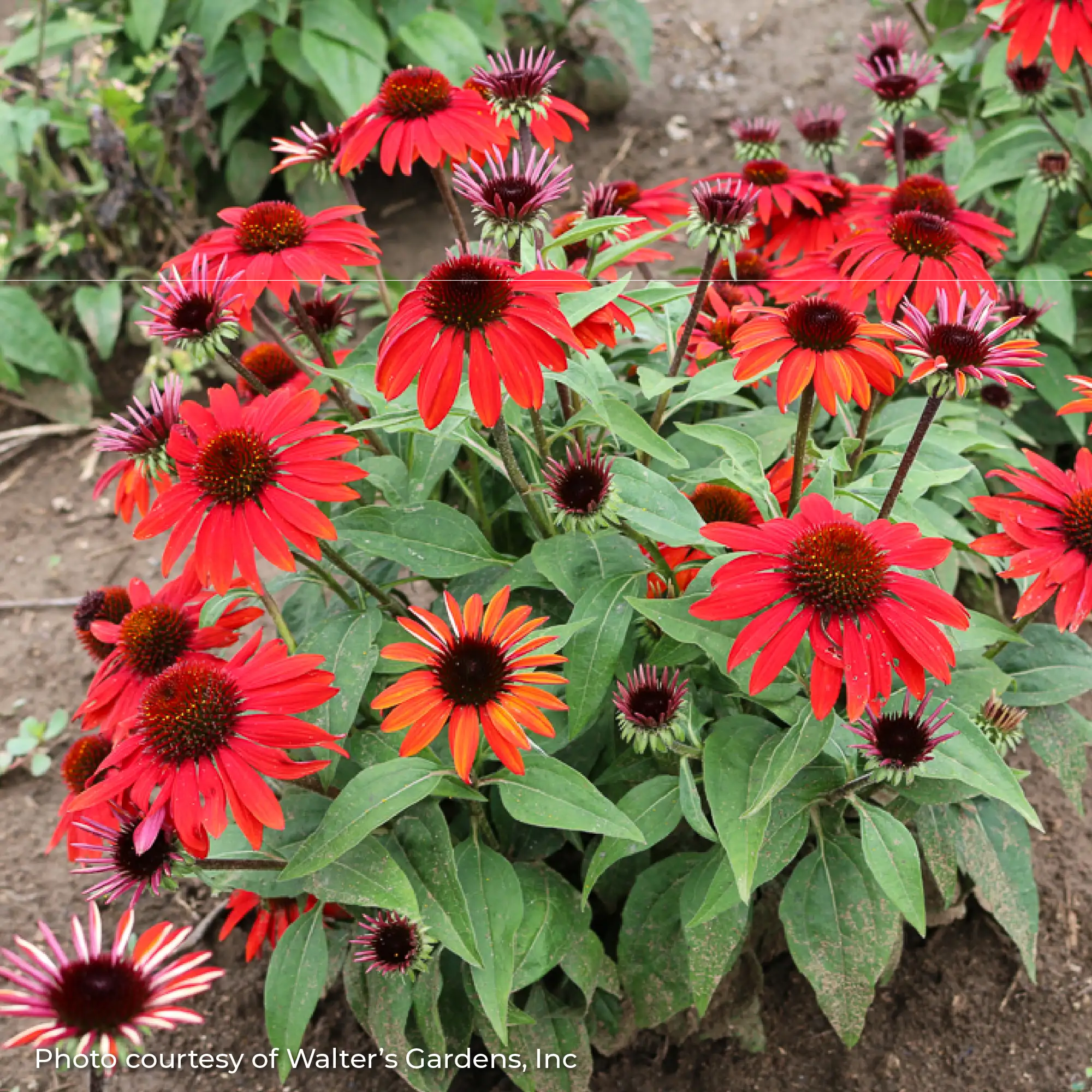 Red Coneflower in a garden