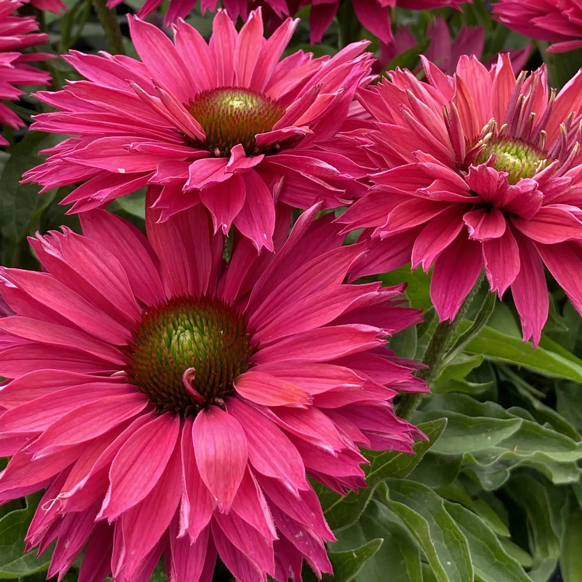 Coneflower SunSeekers® 'Sweet Fuchsia'
