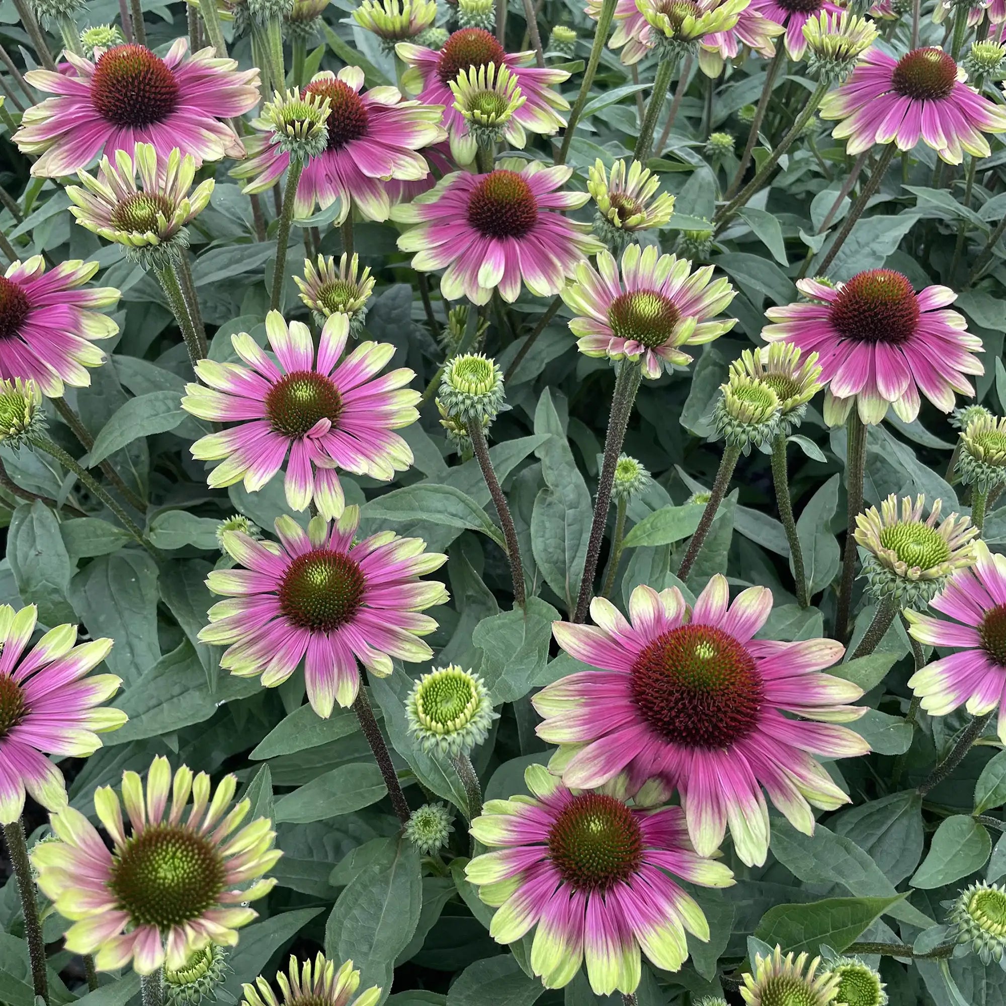 Coneflower 'Sweet Sandia'