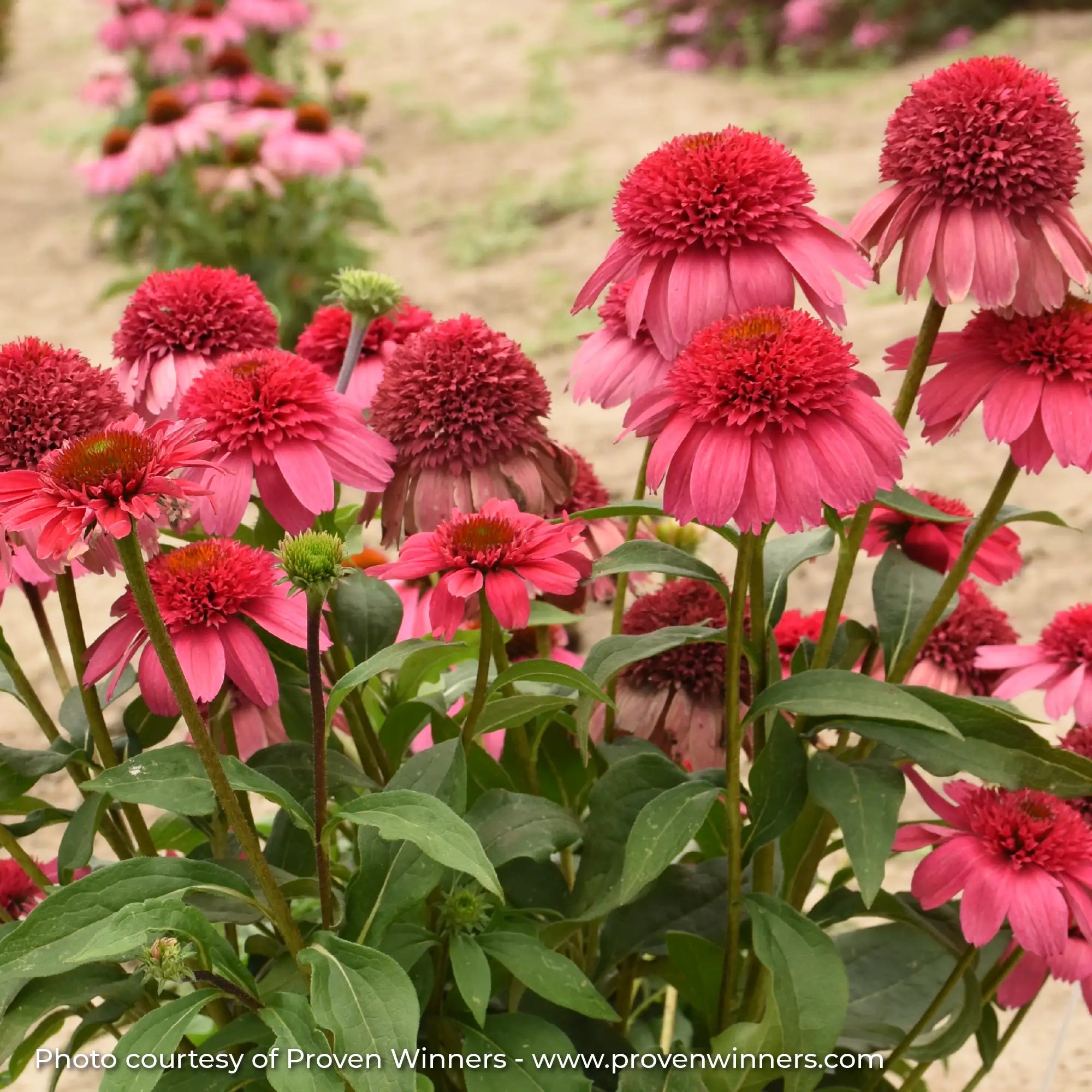 Bright Pink Echinacea in garden