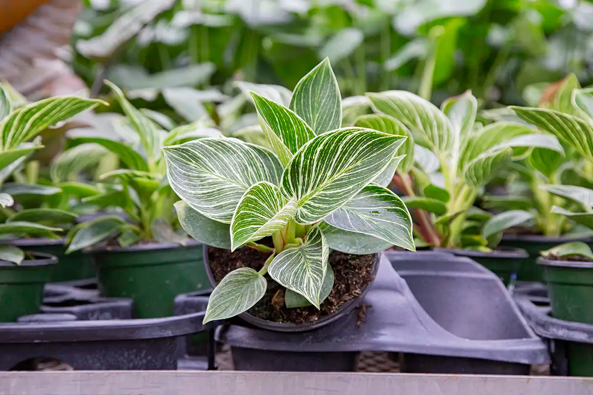 Potted Philodendron laying on side on table in greenhouse, with other houseplants blurry in background.