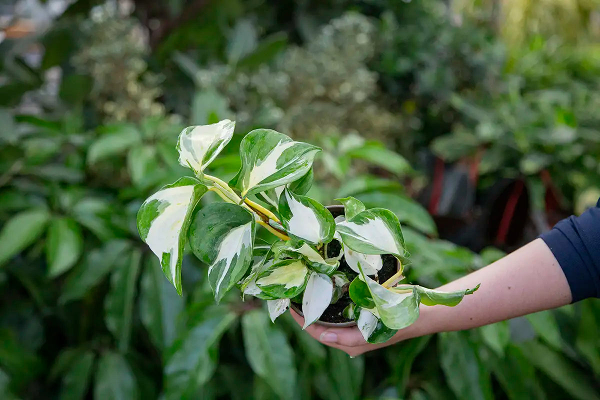 Person holding a variegated pothos sideways in a garden centre