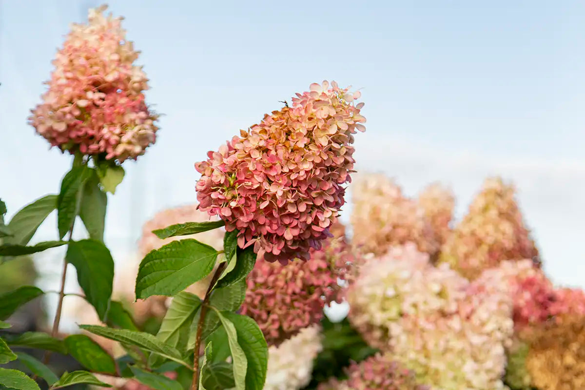 Pink panicle Hydrangeas on blue sky background.