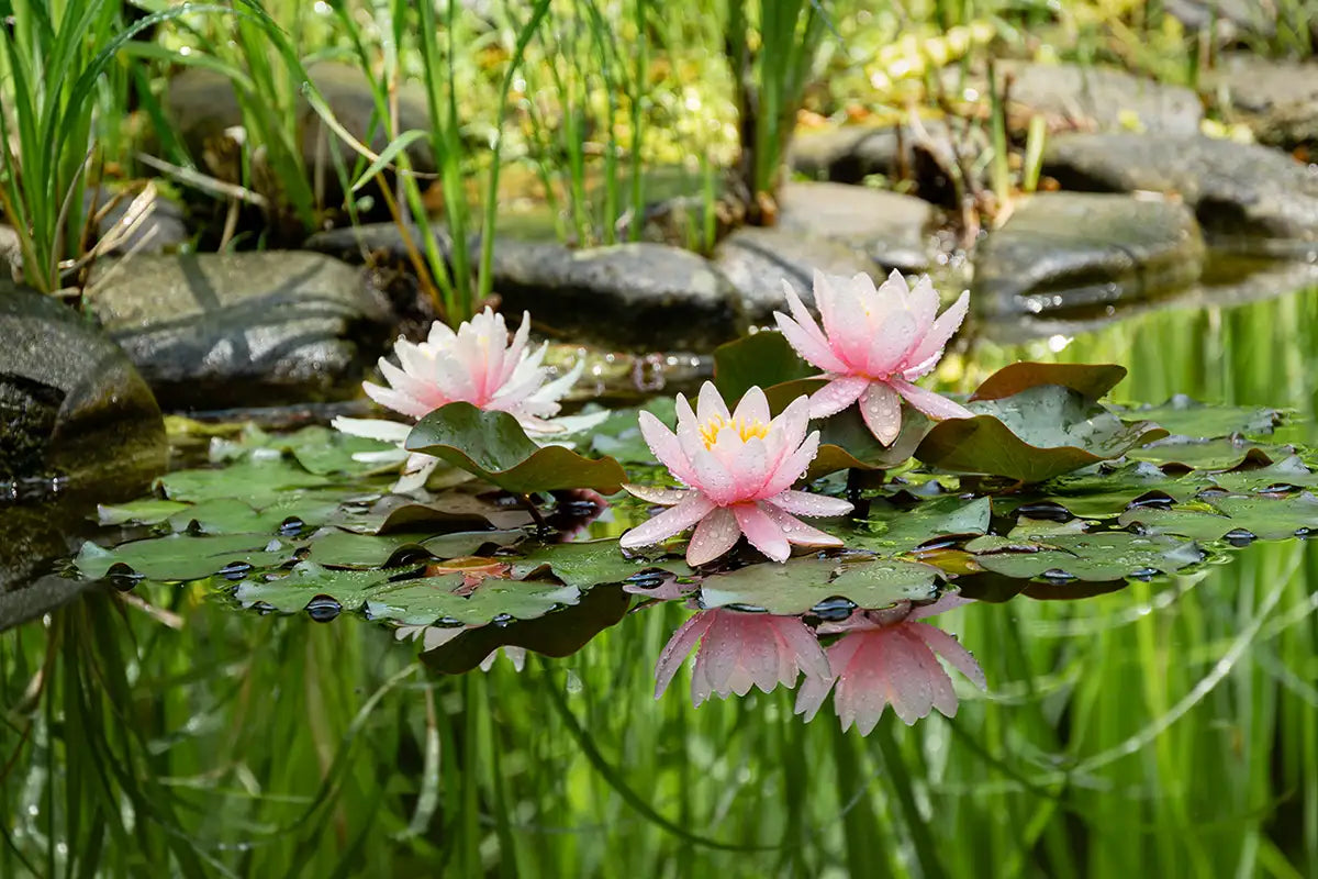 Pink water lilies with green leaves on a pond