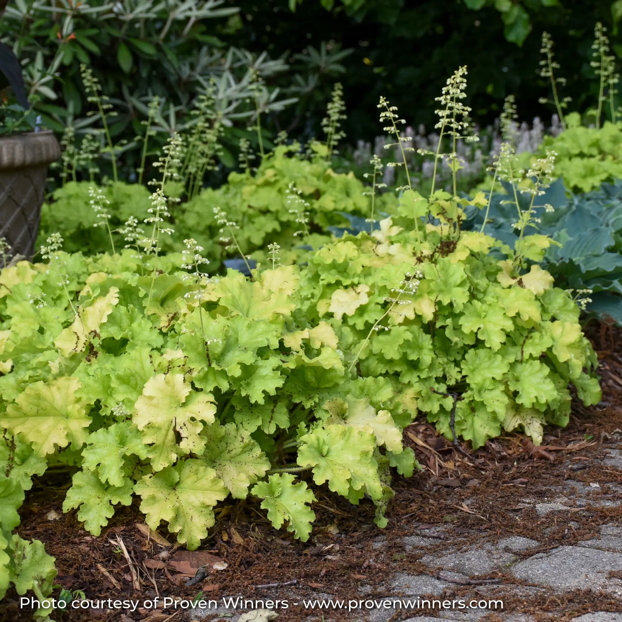 Light Green Coral Bells with green flowers