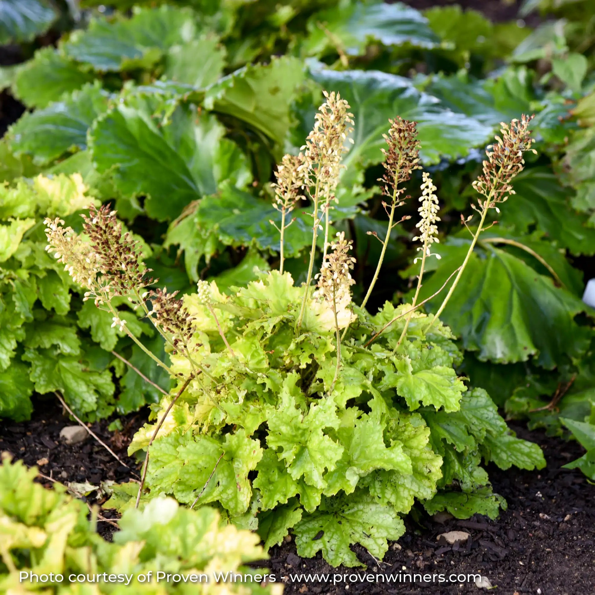 Light Green Coral Bells with white flowers in garden