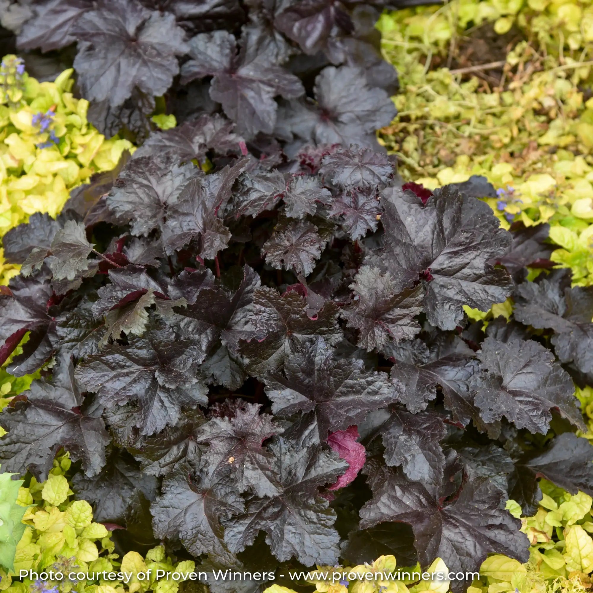 Dark Purple Coral Bells in garden
