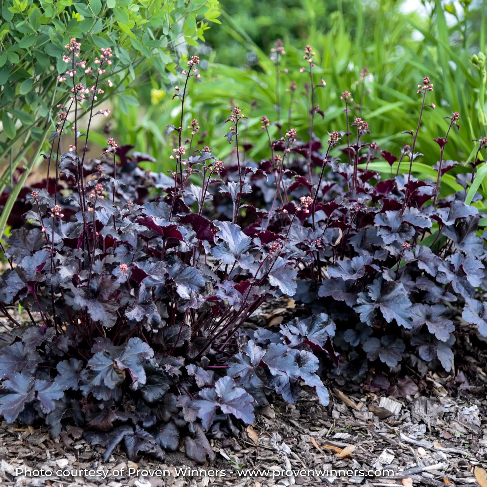 Dark Purple Coral Bells in garden.