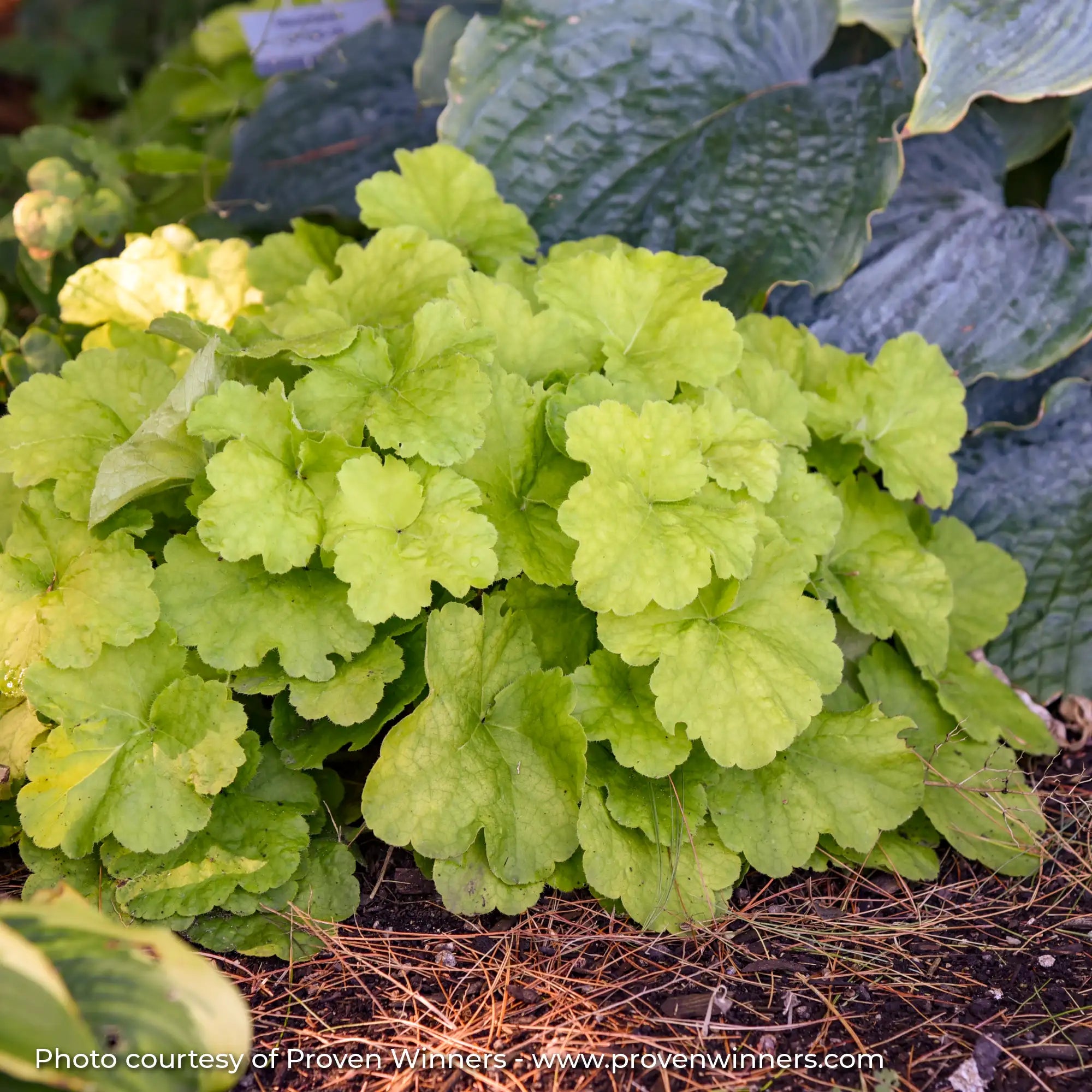 Lime Green Coral Bells in garden