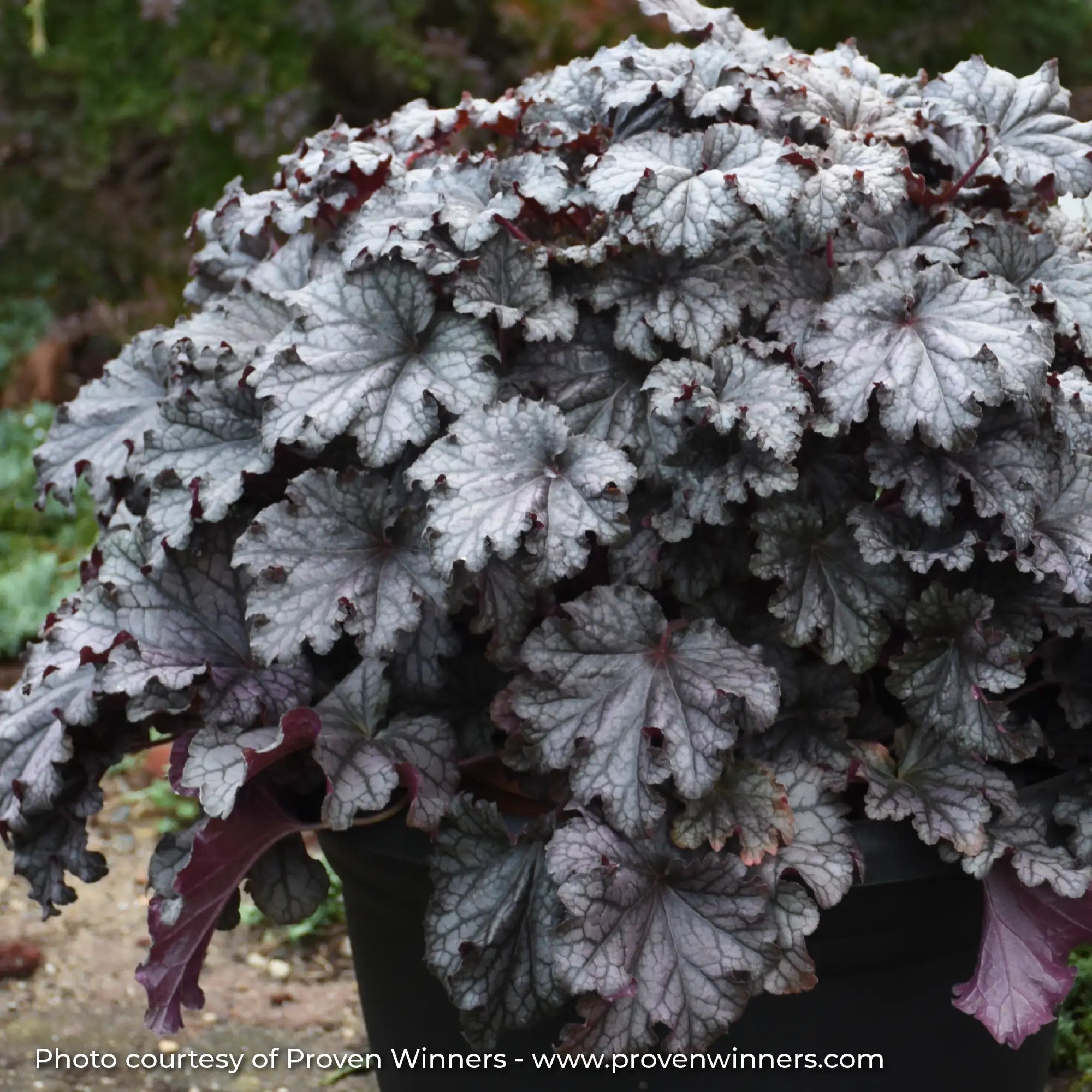 Silver Coral Bells in pot