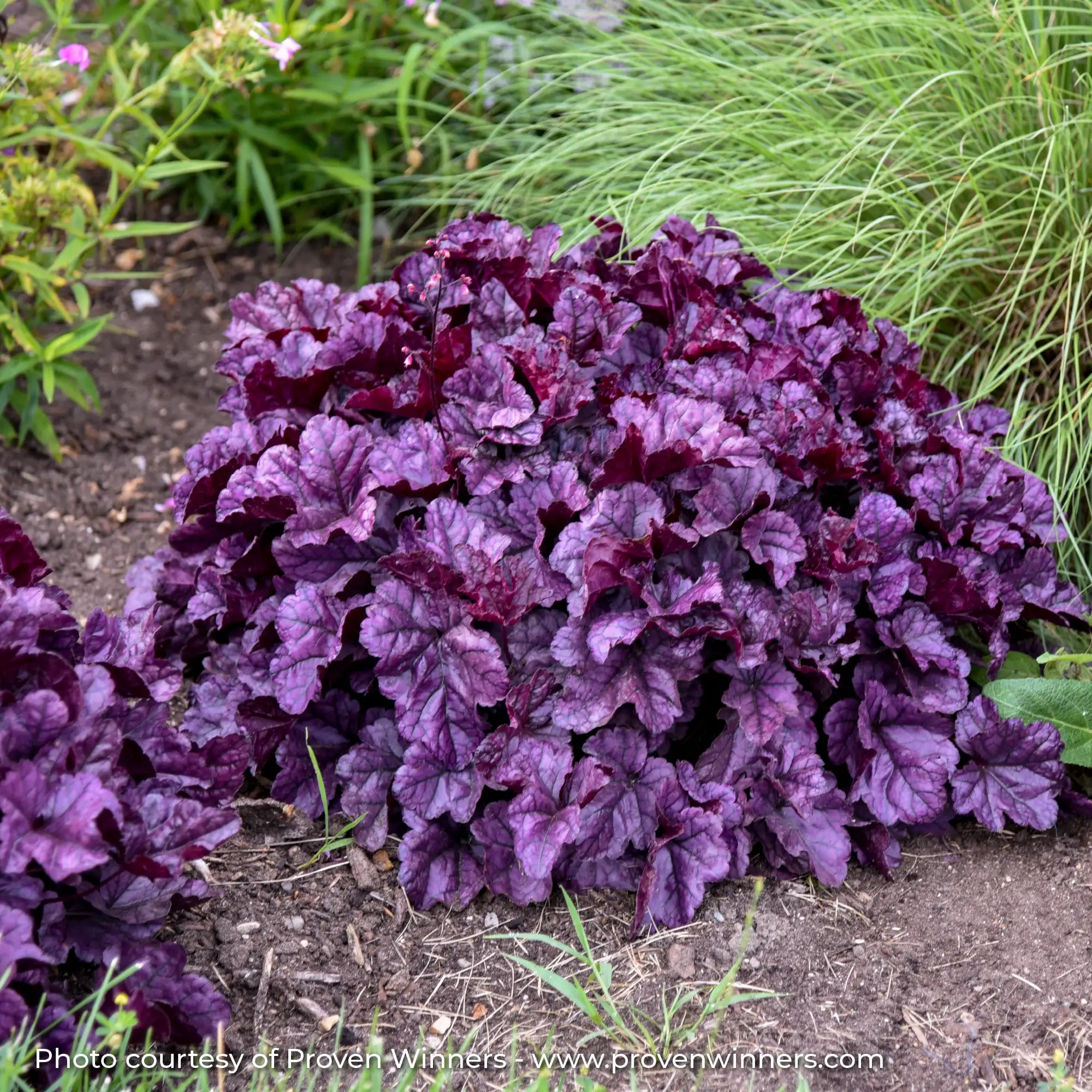 Dark Purple Coral Bells in garden