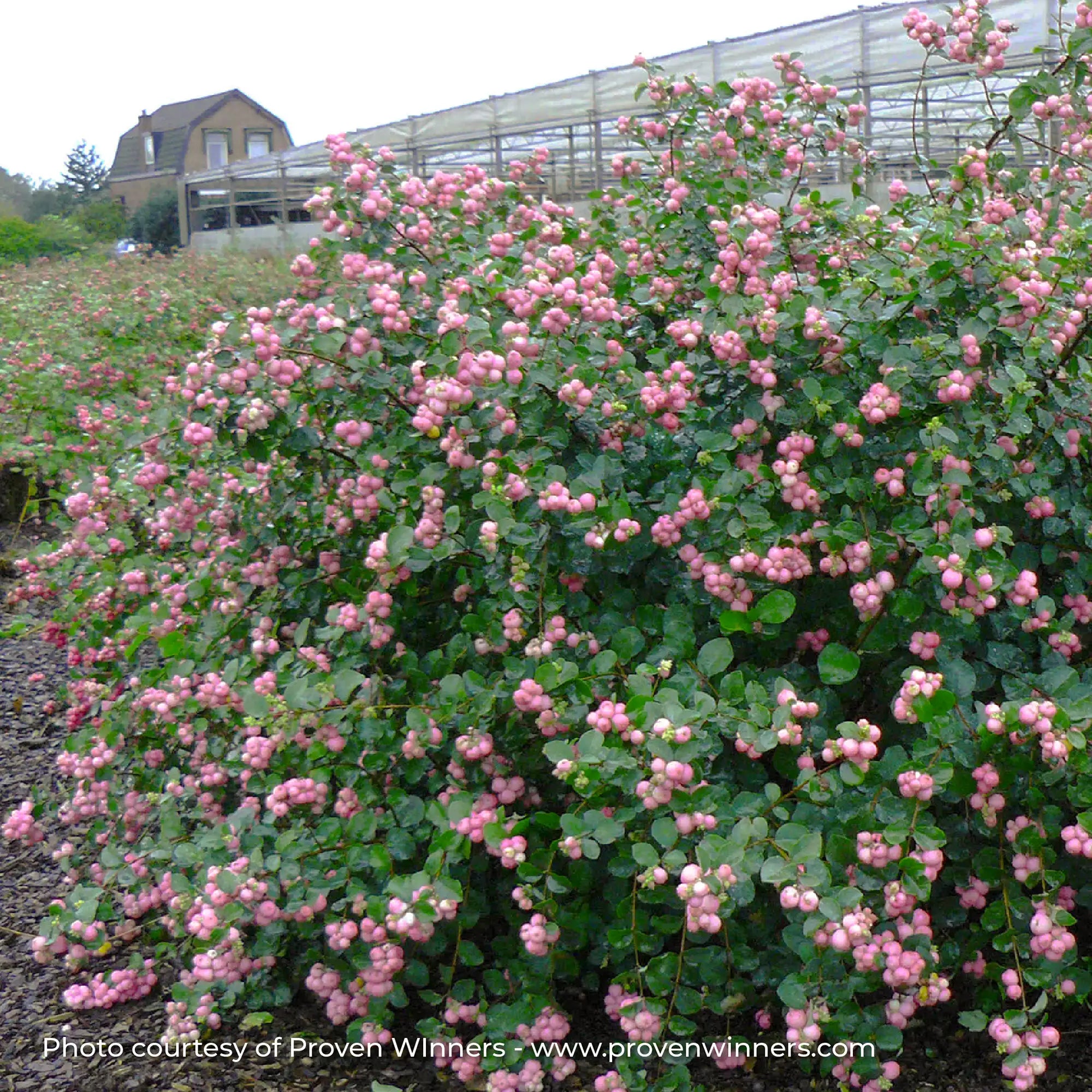 Coralberry 'Proud Berry®'