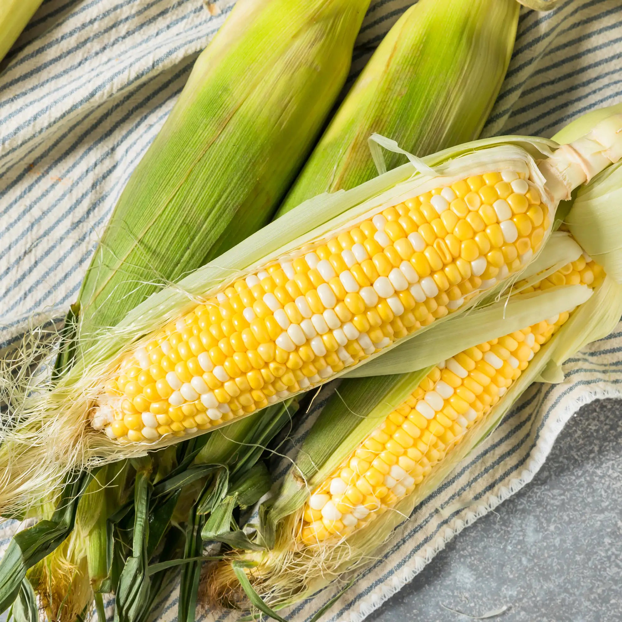 Corn Bicolour