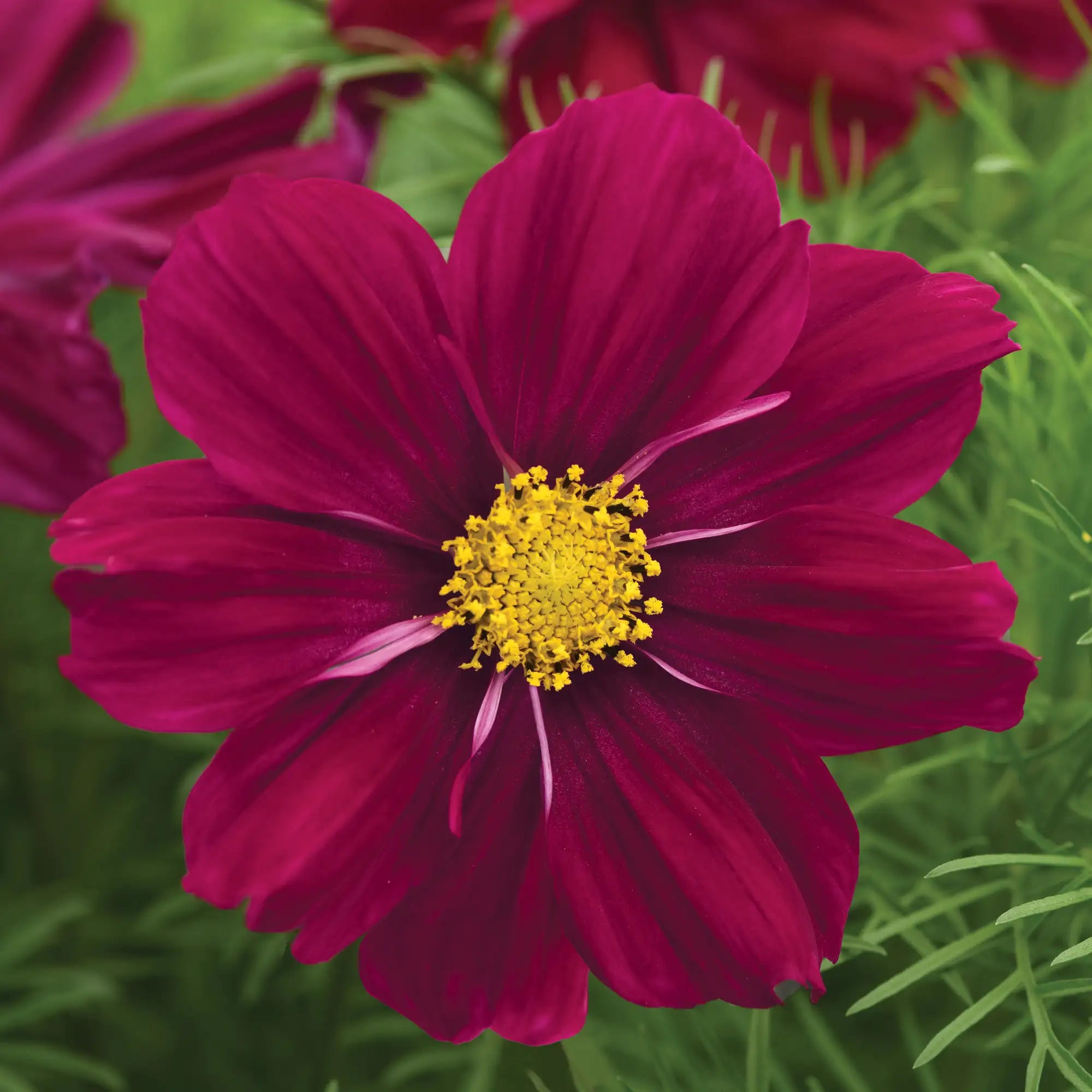 Cosmos 'Sonata™ Purple Shades'