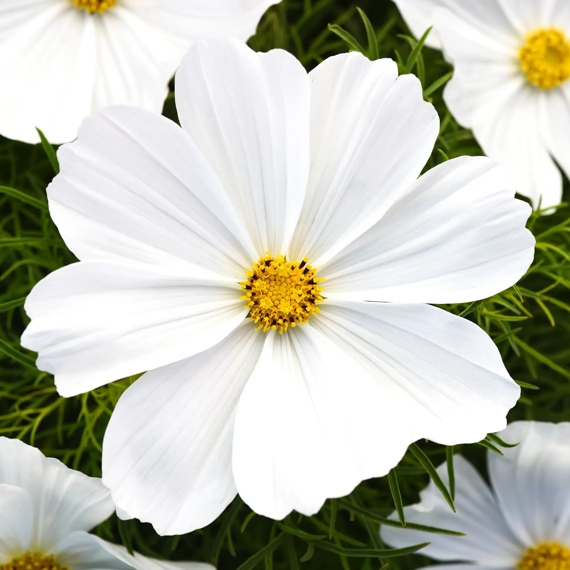 Cosmos 'Sonata™ White'