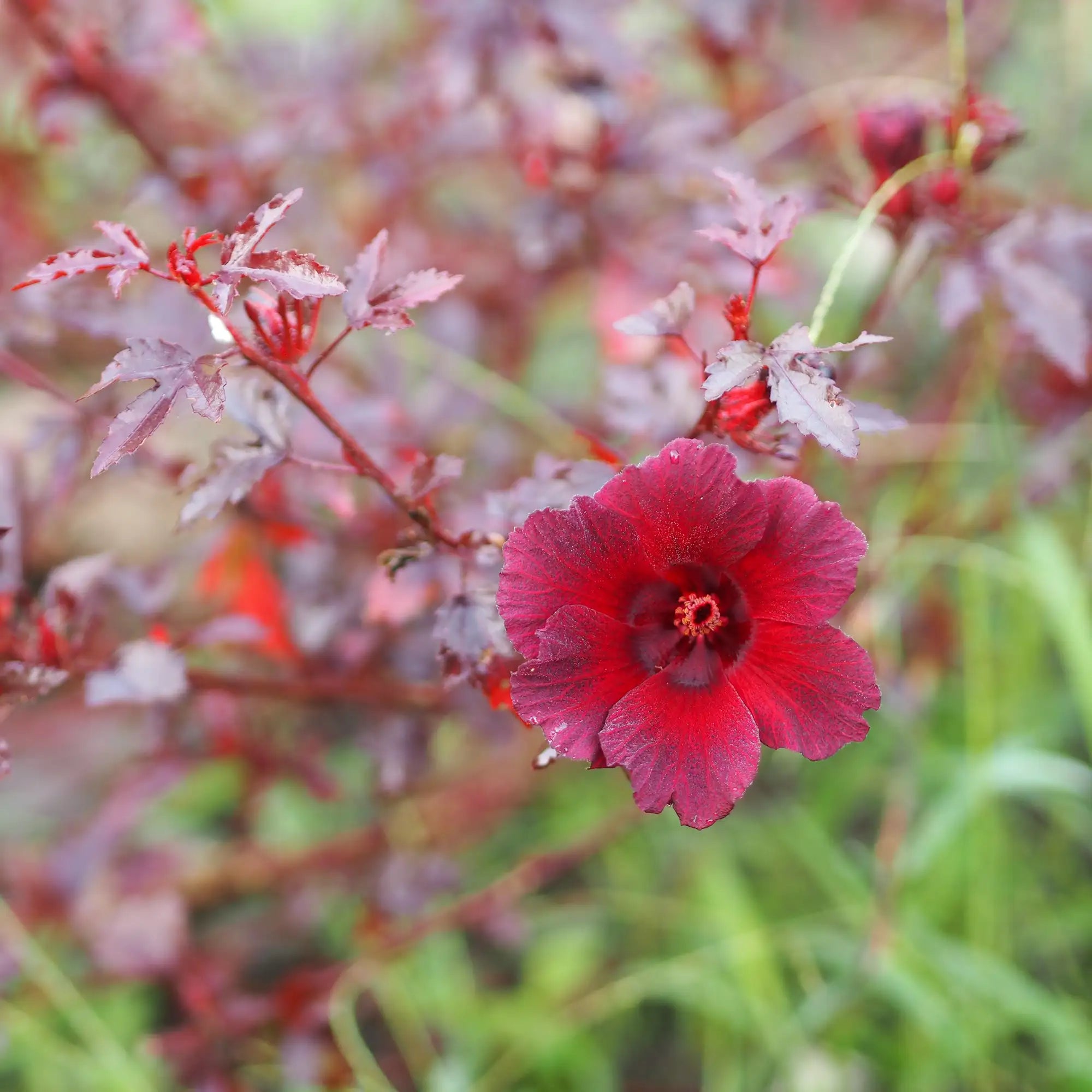 Cranberry Hibiscus with a dark red flower