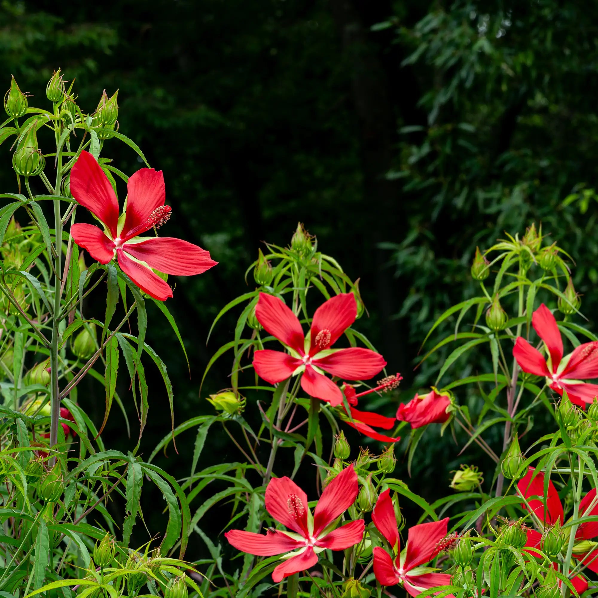 Scarlet Hibiscus blooming red flowers